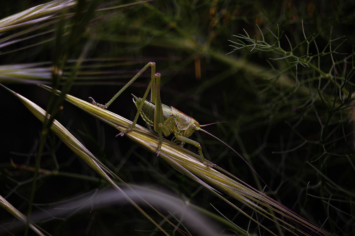 tettigonia viridissima