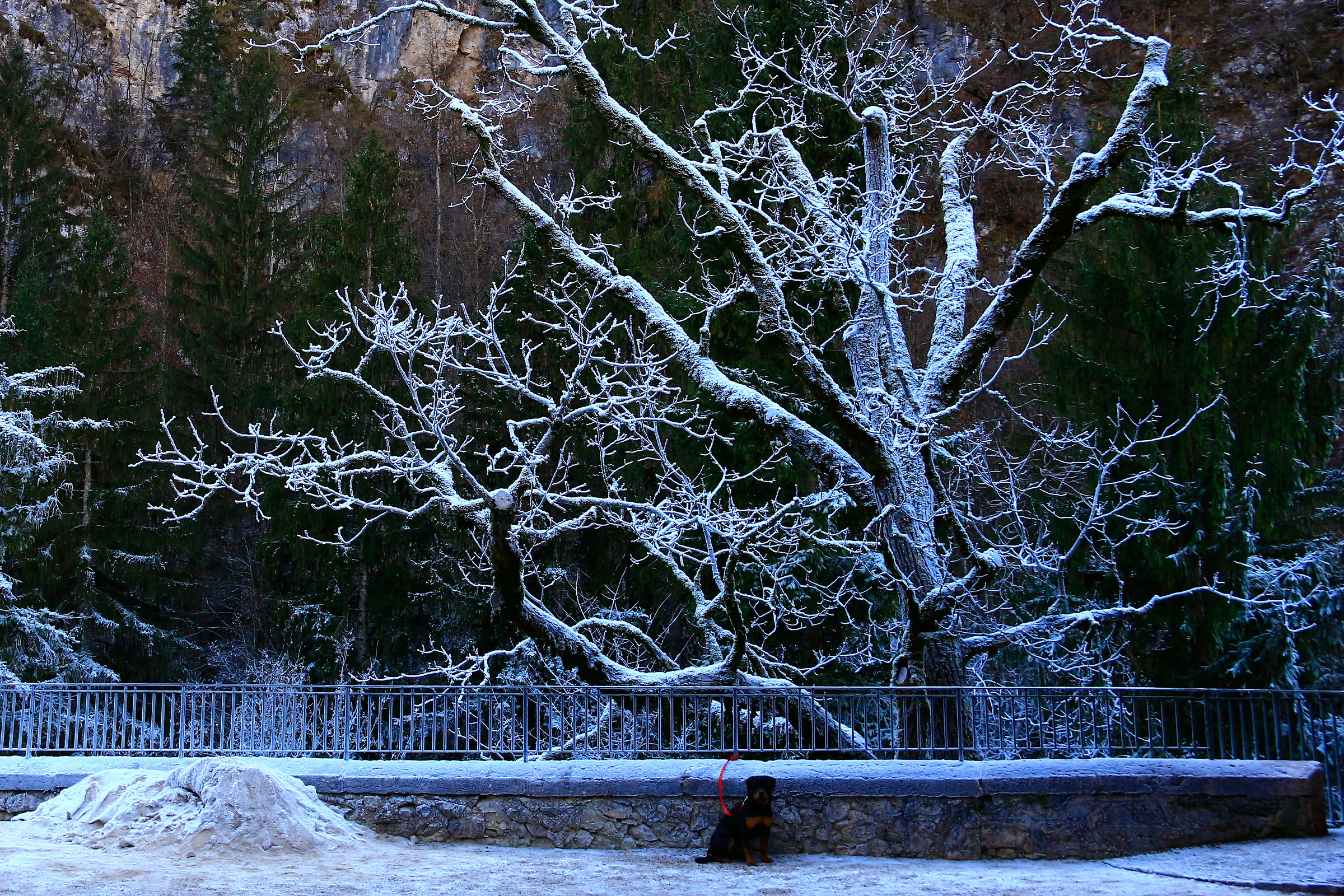 Sotto all'albero, tra la neve, attendo il padrone