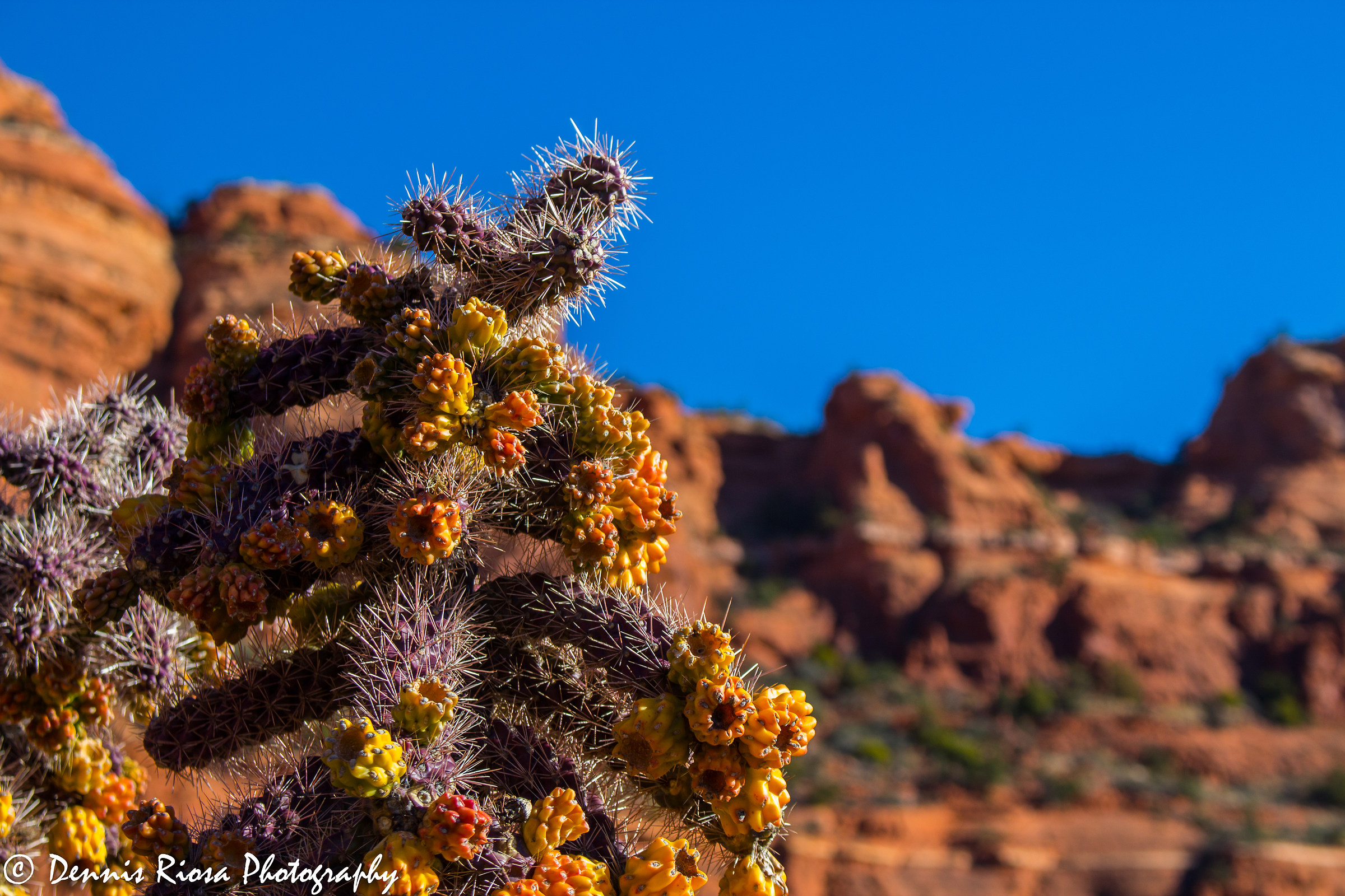 Cactus in the desert