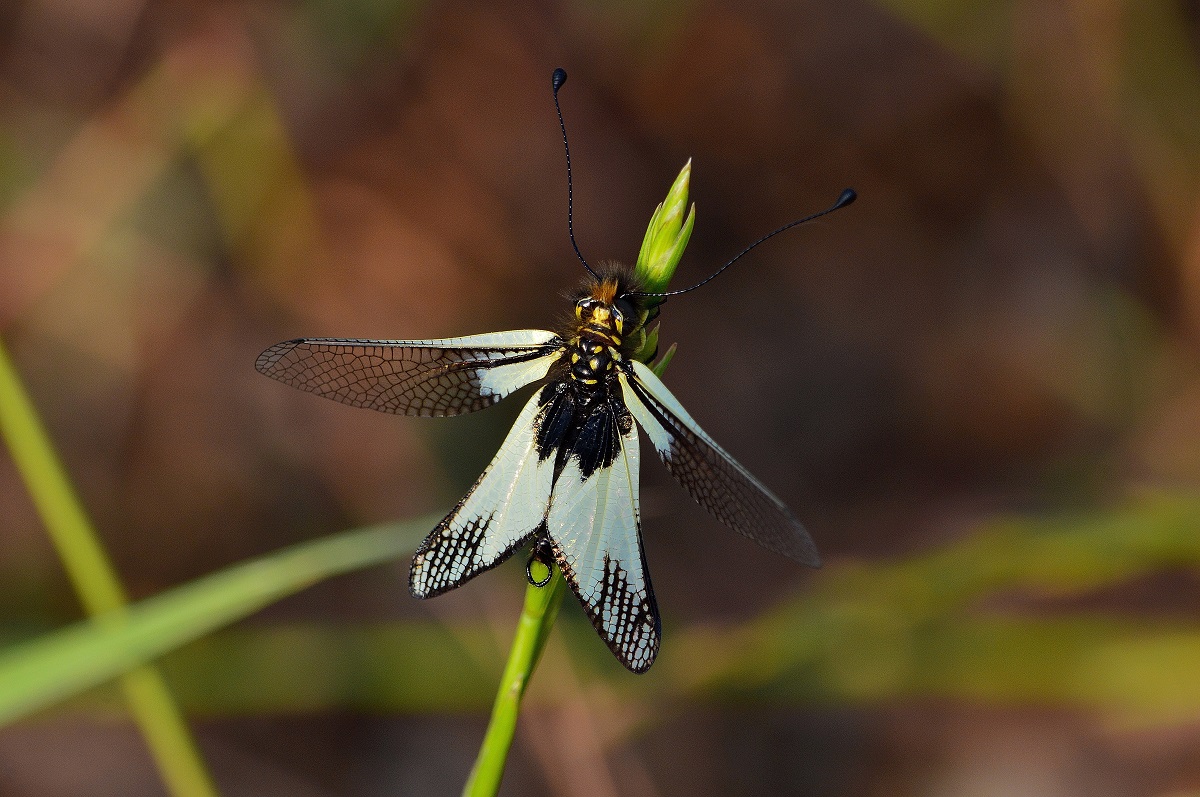 papilio machaon: metamorphosis in progress