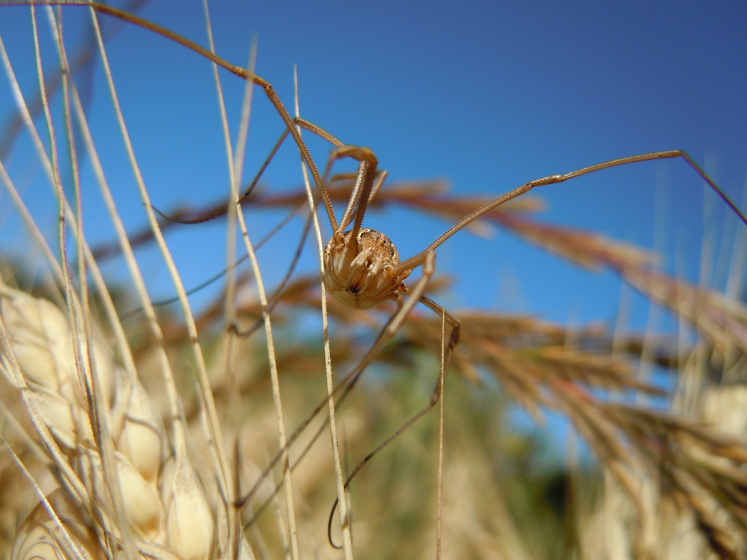 Spider looks into the lens leaning on one leg