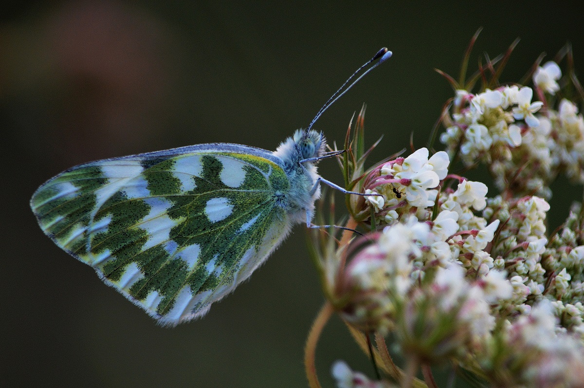 pontia edusa: or even pontia daplidice