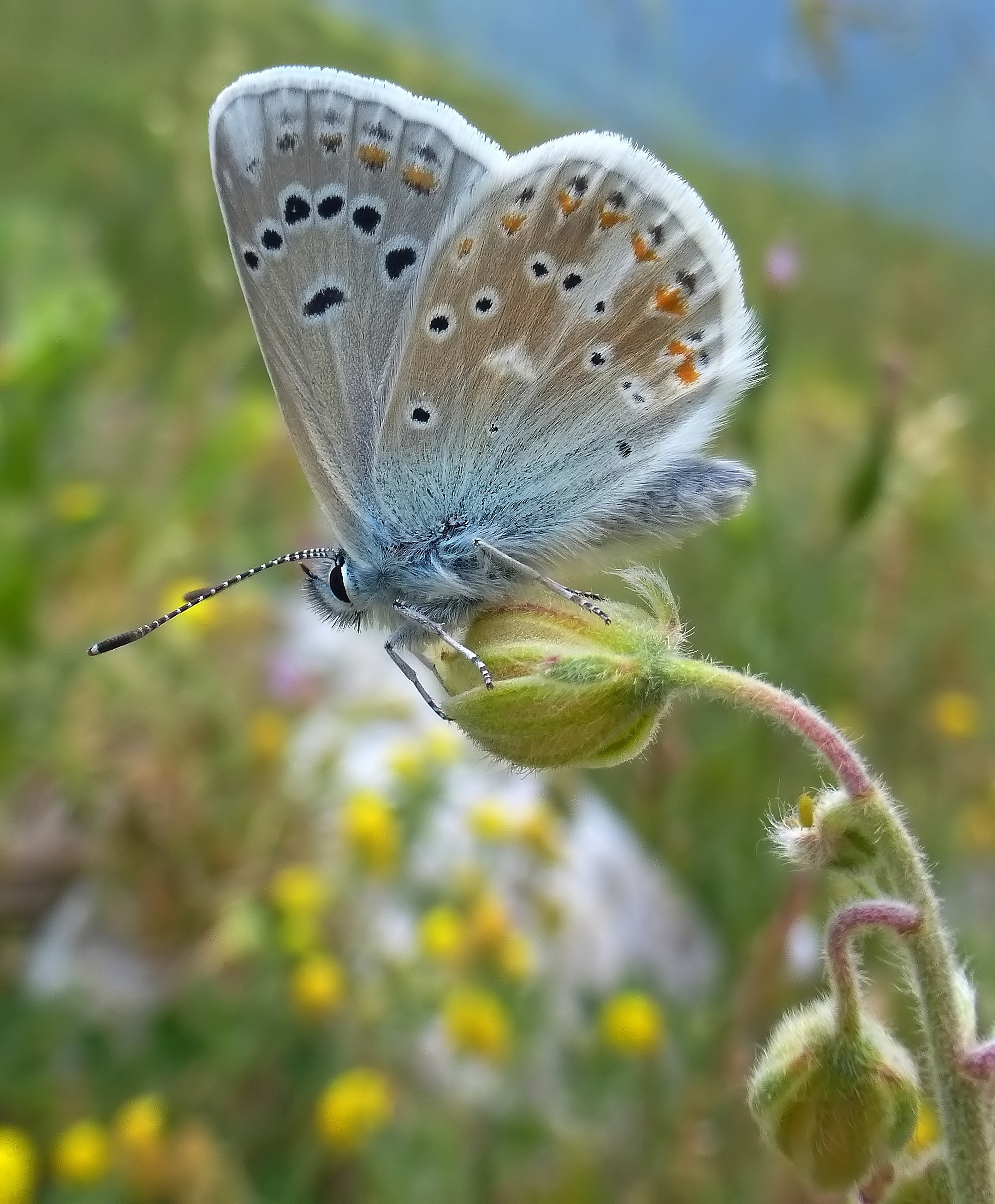 polyommatus dorylas