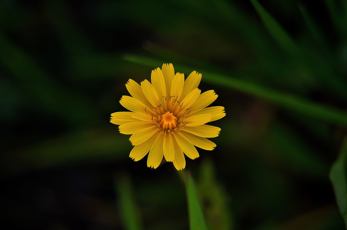 dandelion