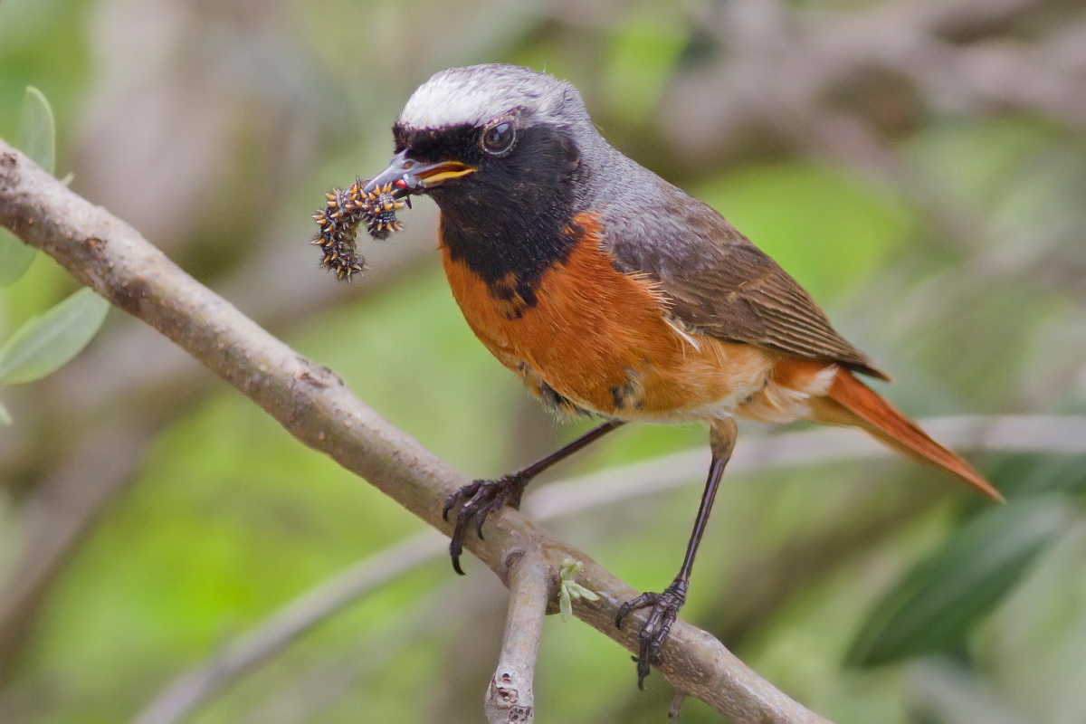 Codirosso:Suggestiva Preda