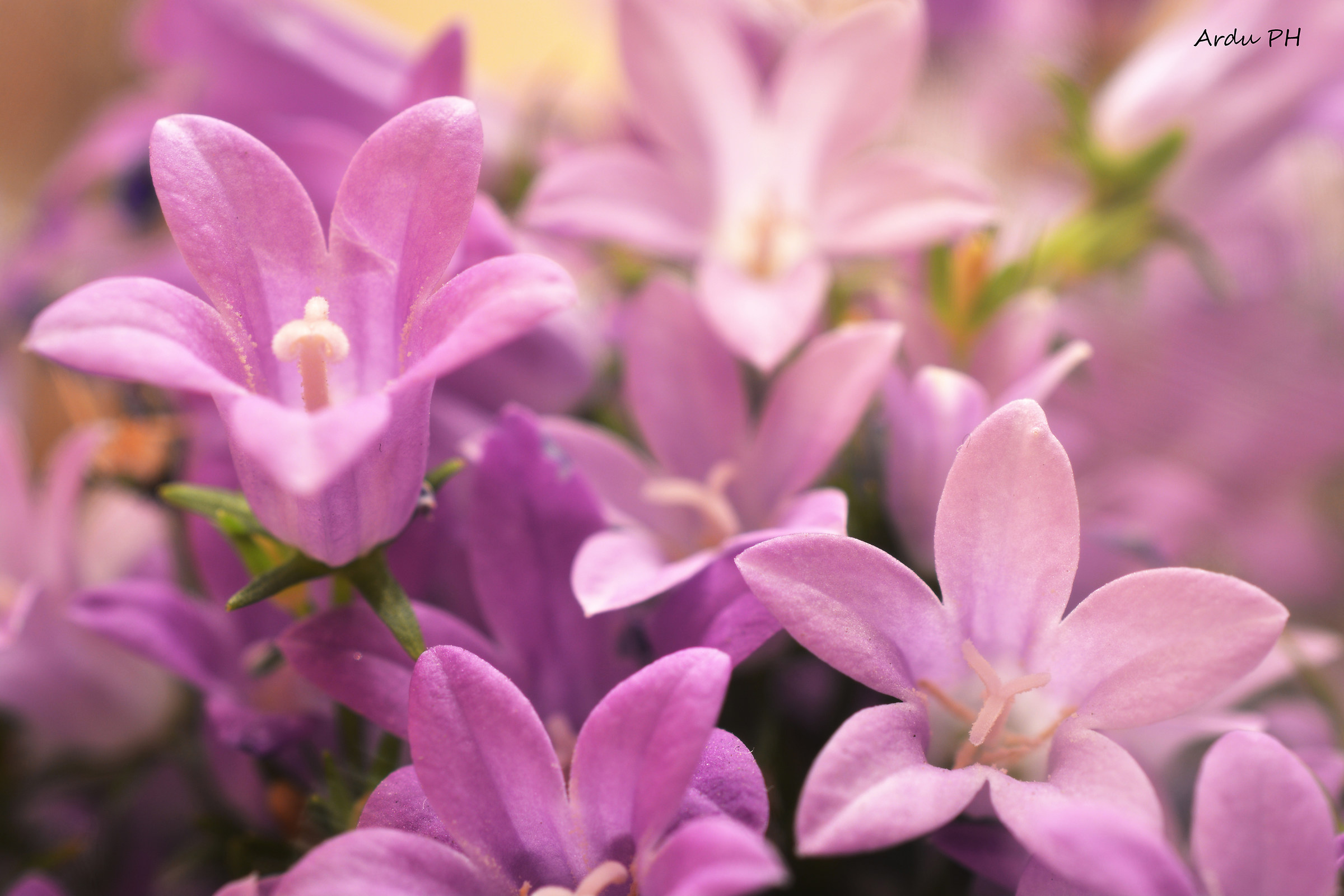 uno qui e l'altro là