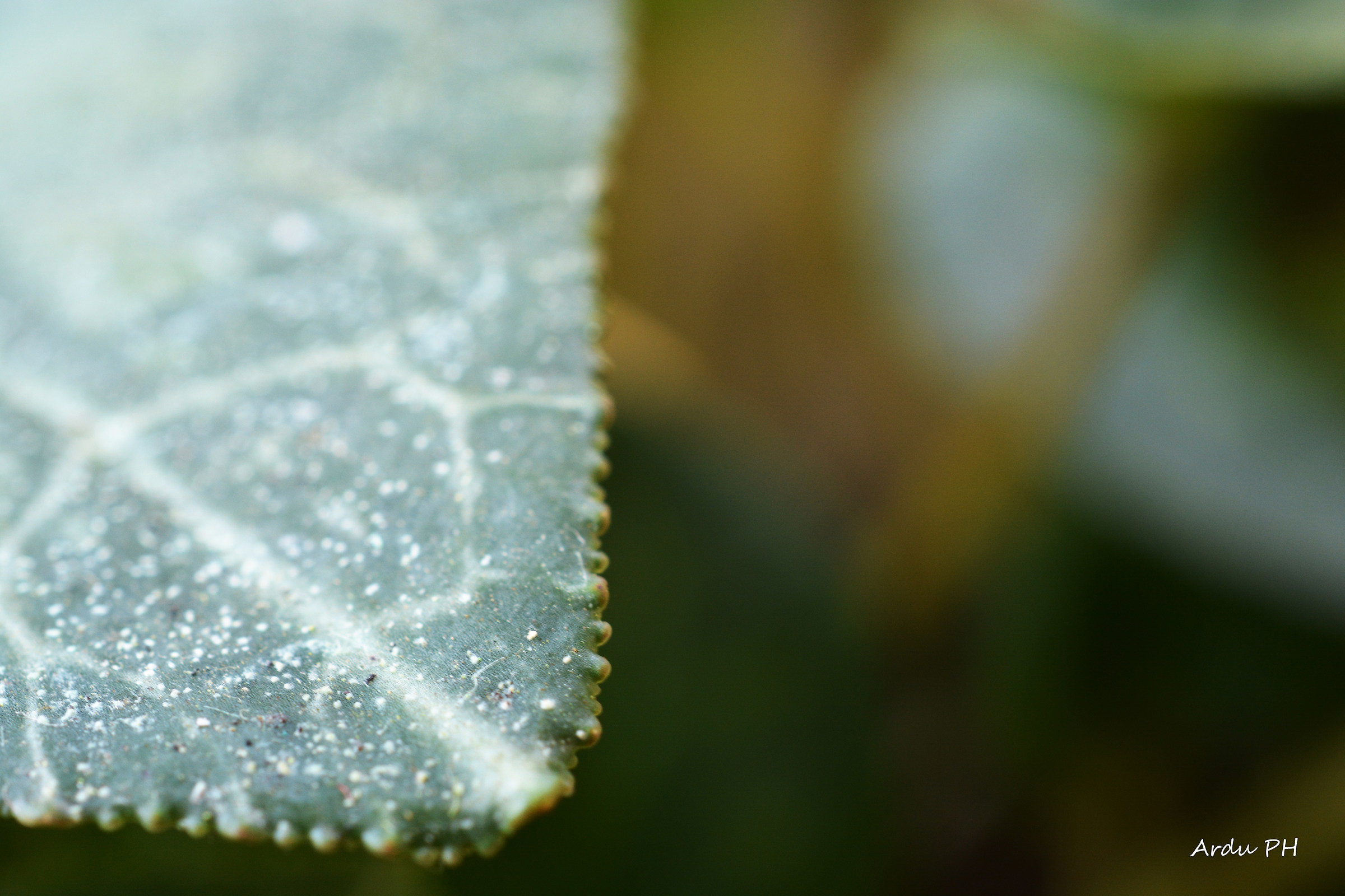 details that do not gather without enlarging