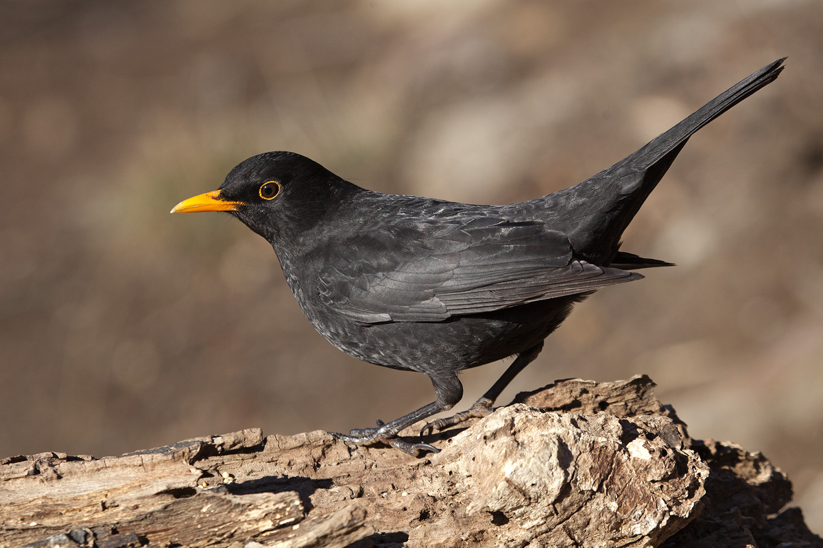 simply ... blackbird ...