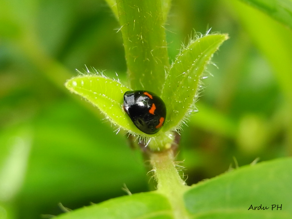 We know that they are beautiful ladybugs