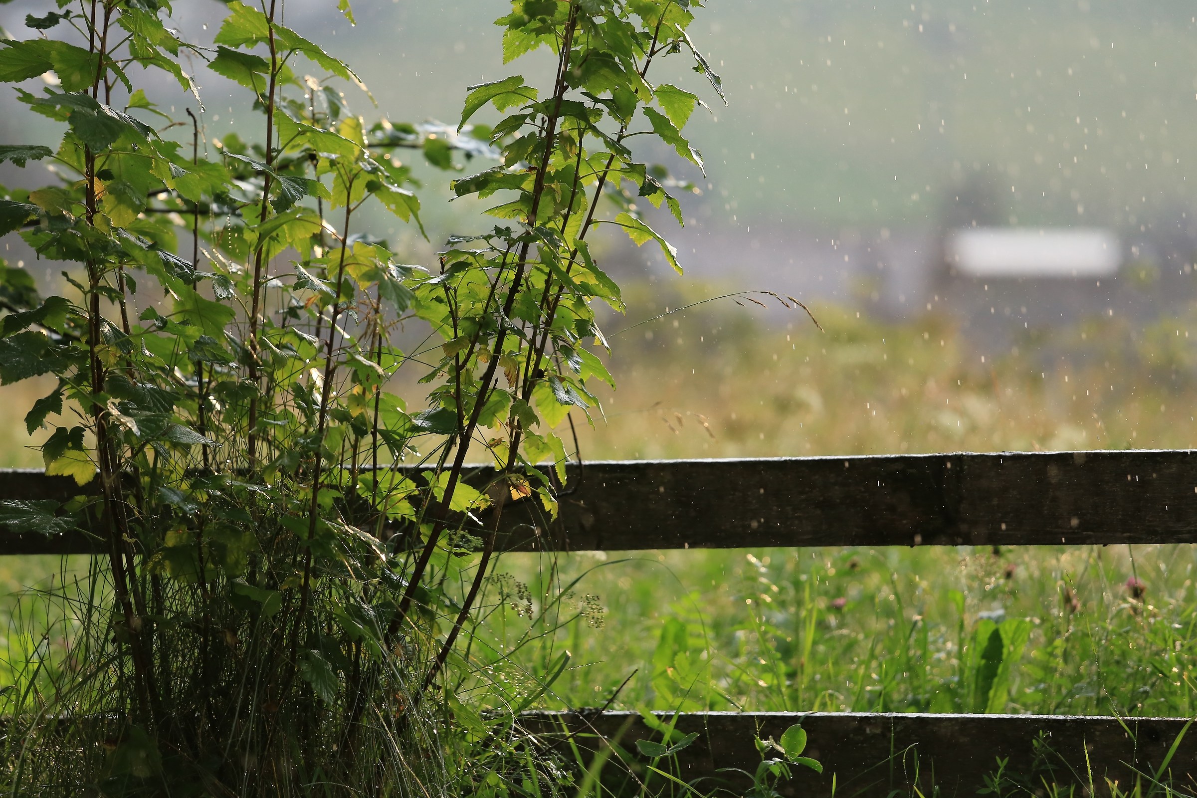 San Vigilio , piove con il sole ...