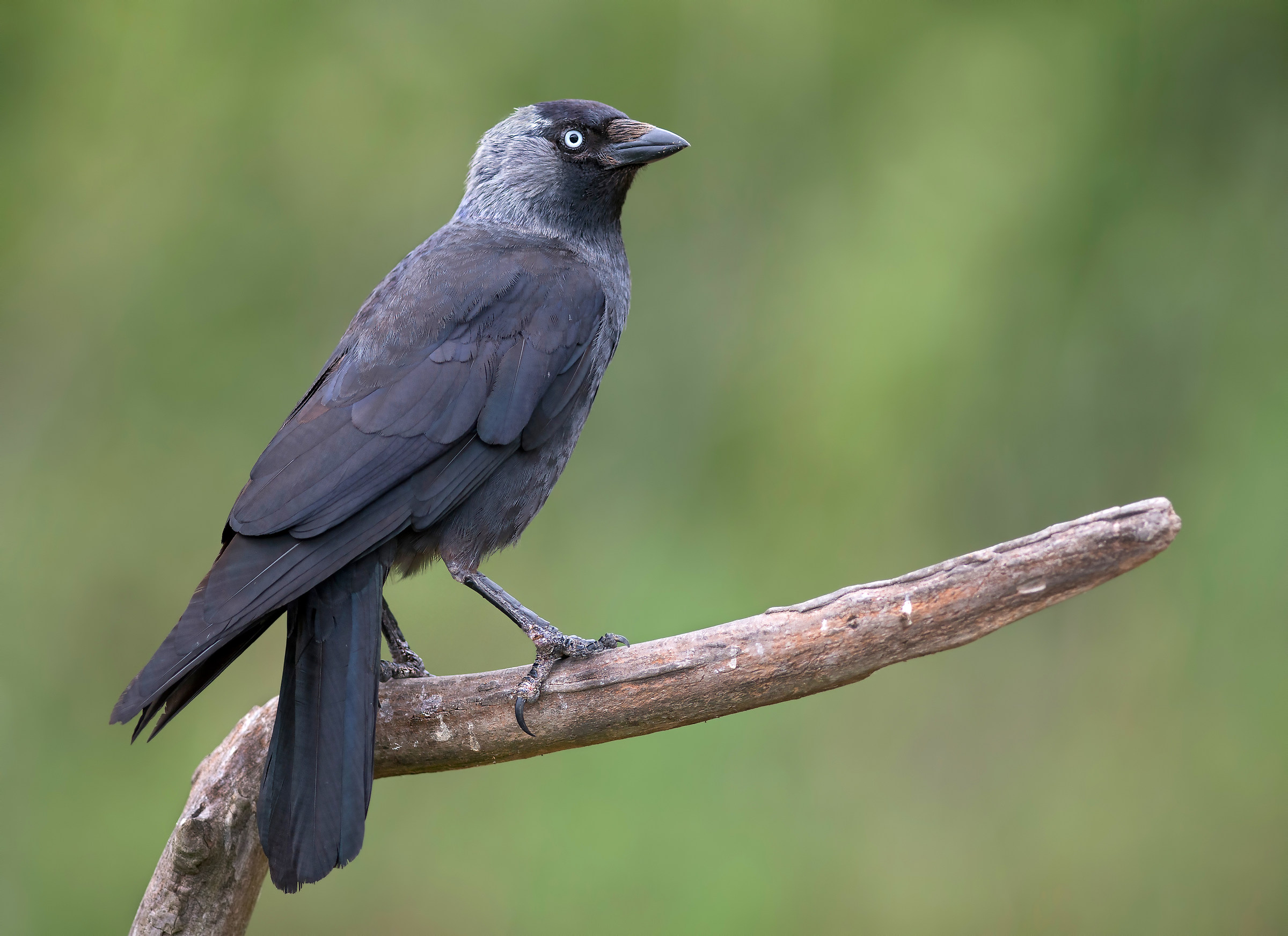 jackdaw