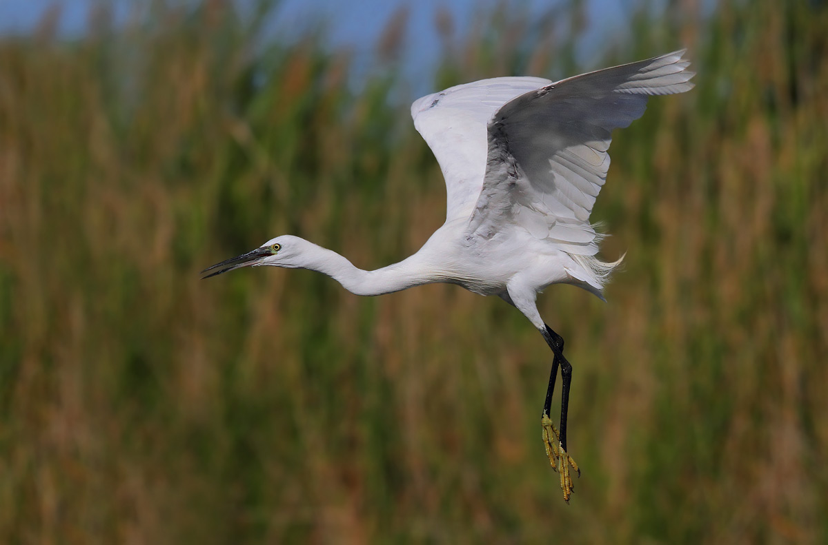 egret