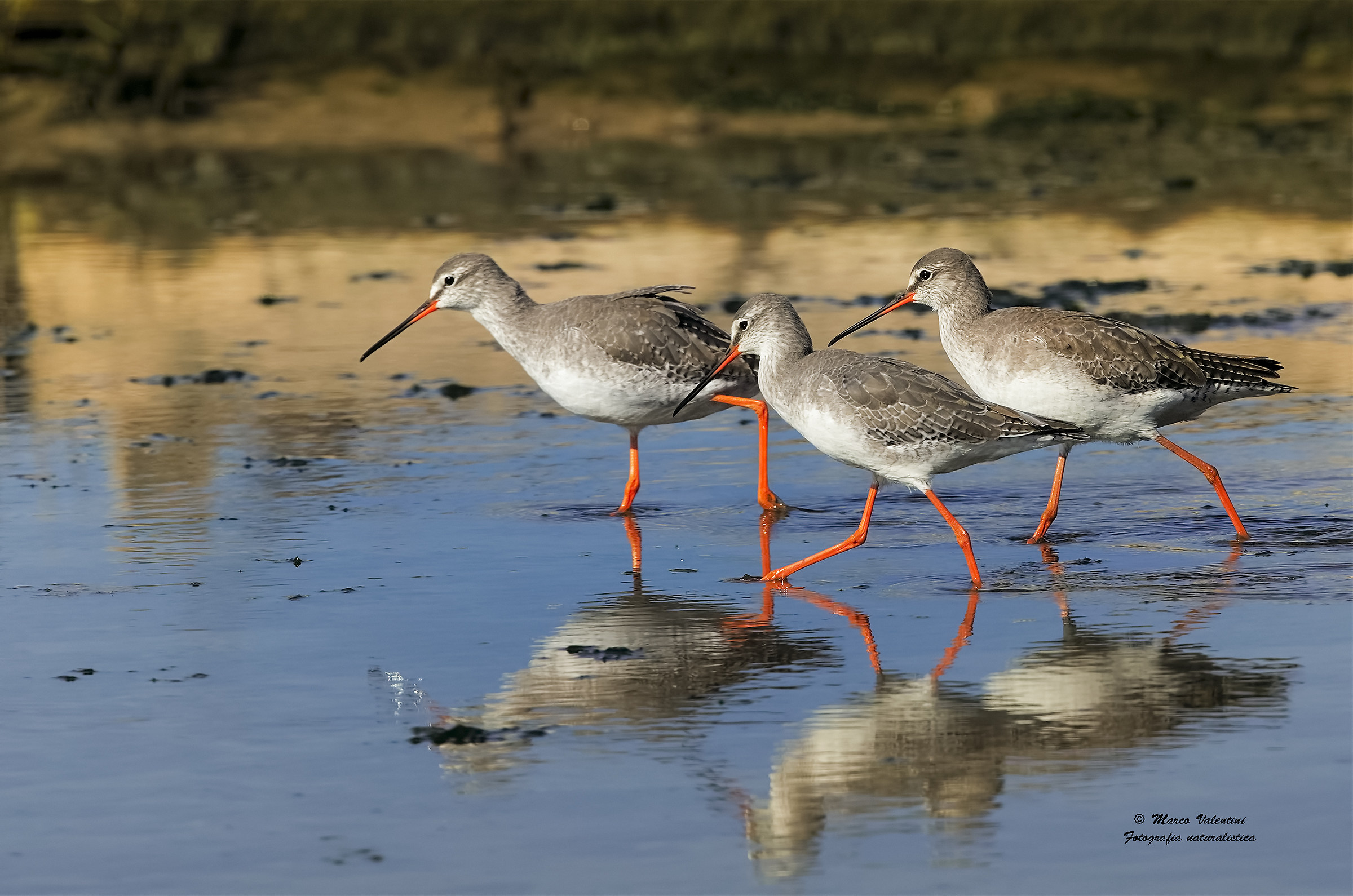 The Three Musketeers