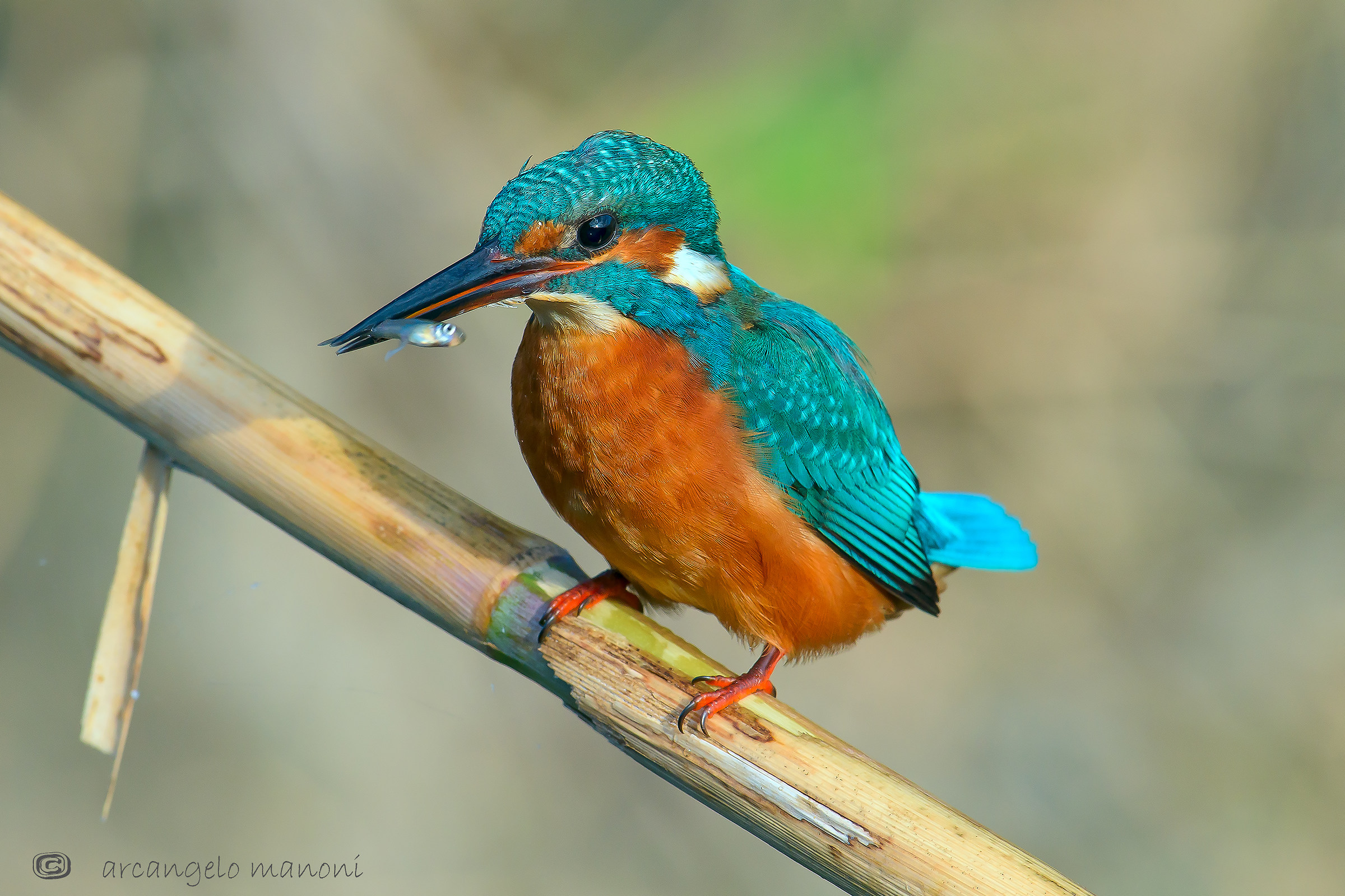 Magro bottino ma soddisfazione per il nostro martino