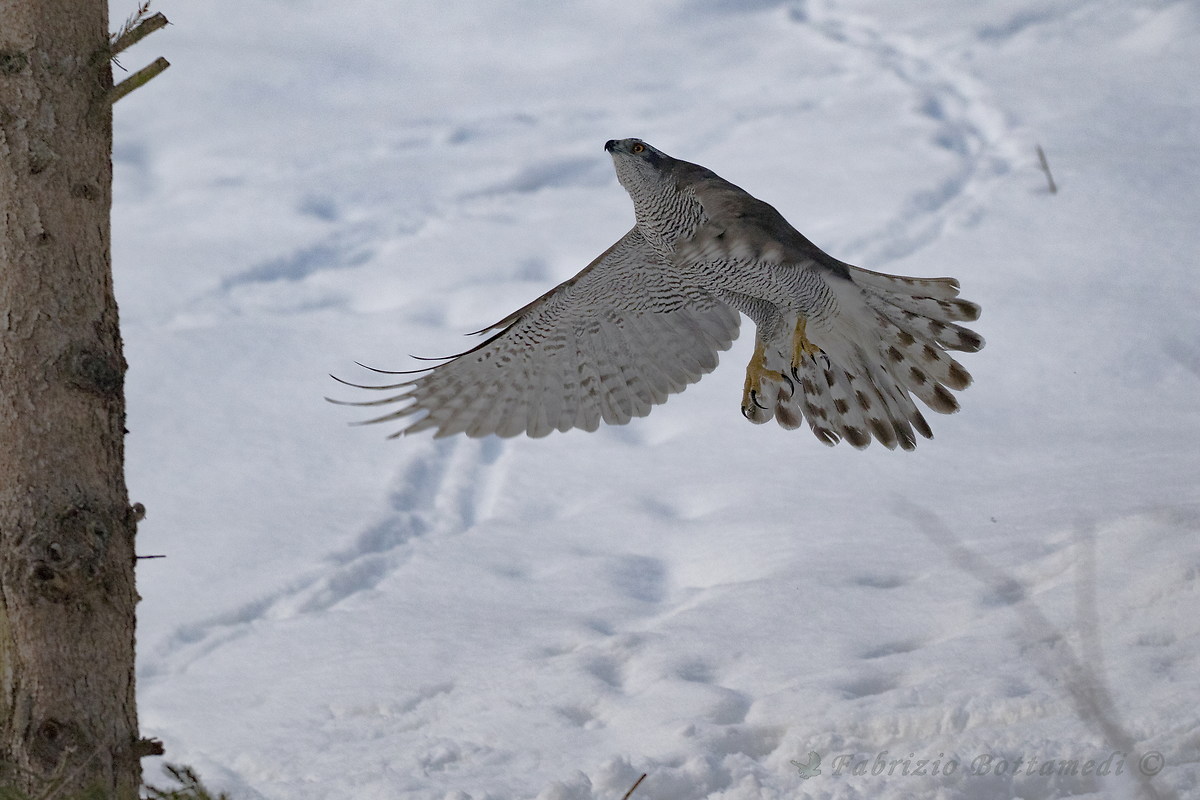 The goshawk with white wings on the white snow