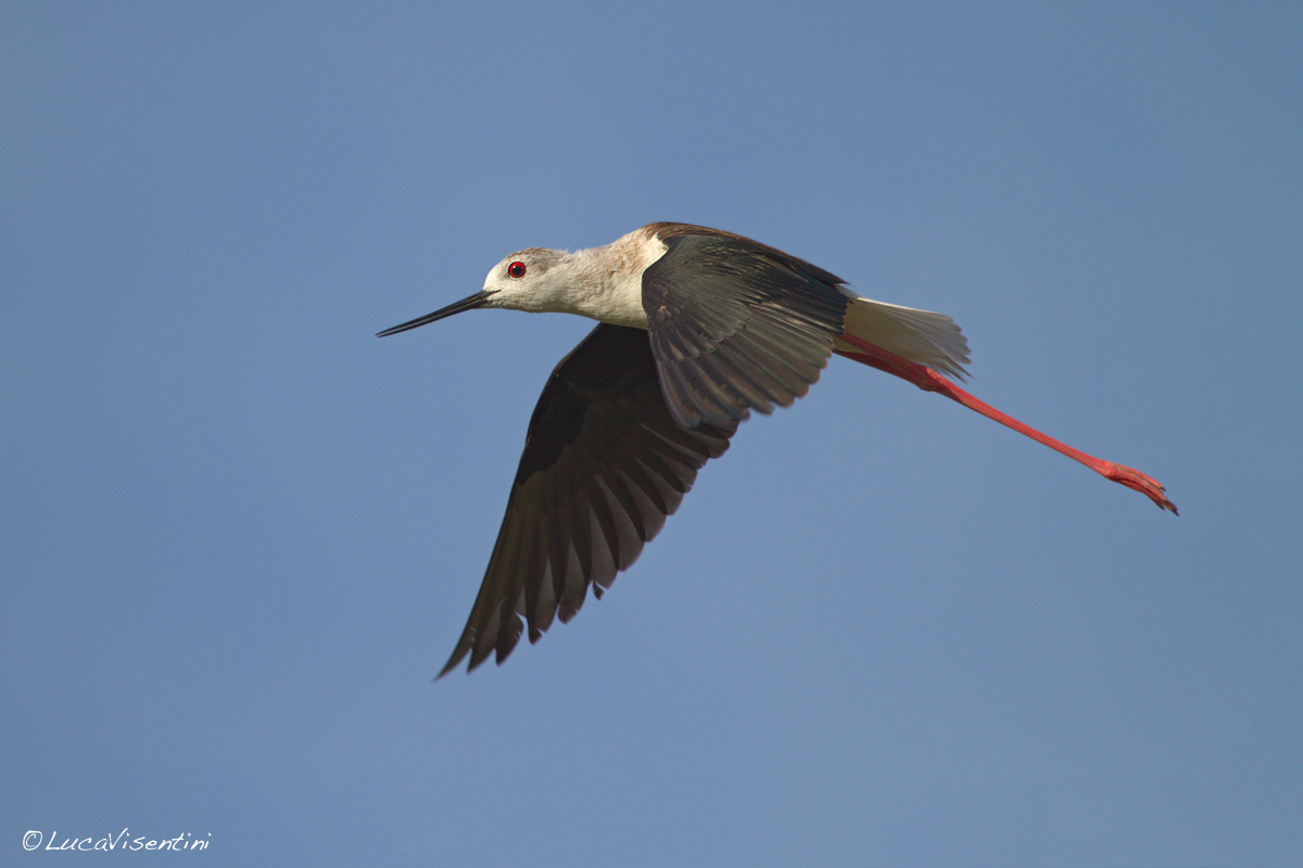 Himantopus himantopus