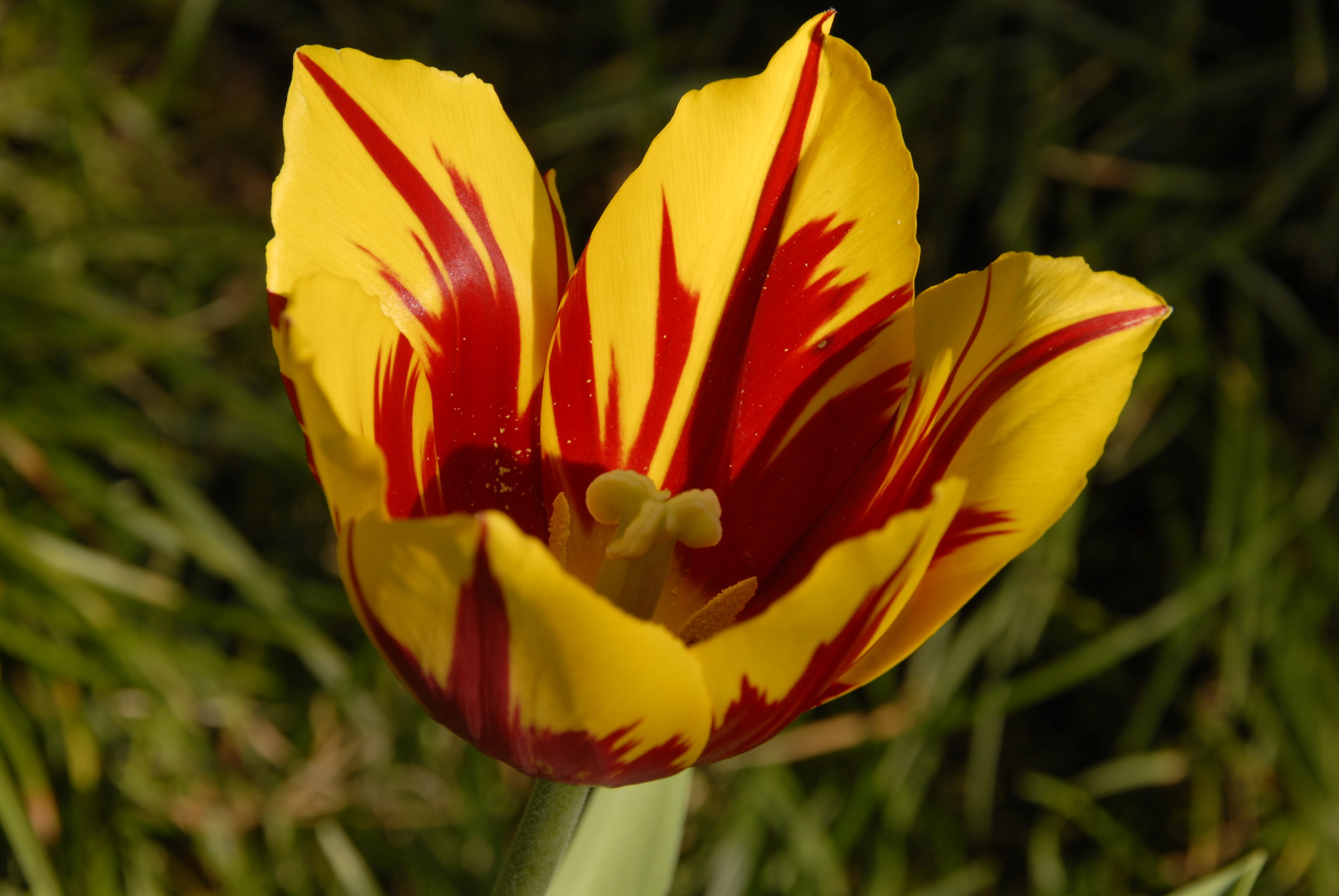 Tulipano Giallo