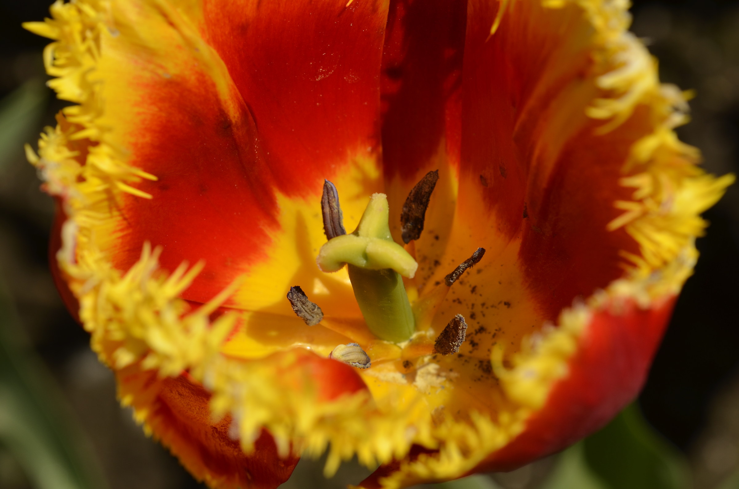 Tulipano frastagliato