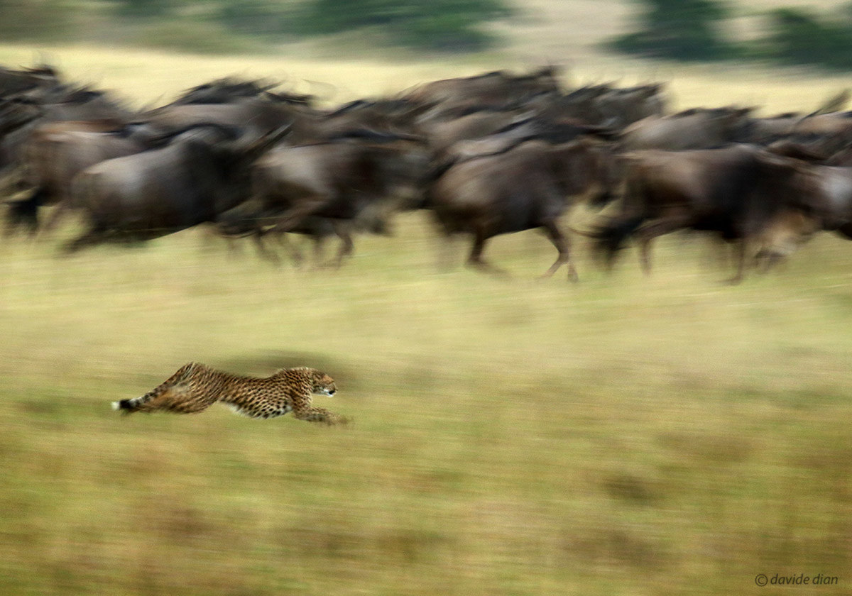 Cheetah hunting