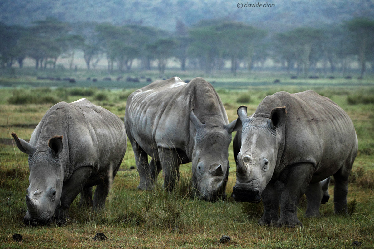 rhinos