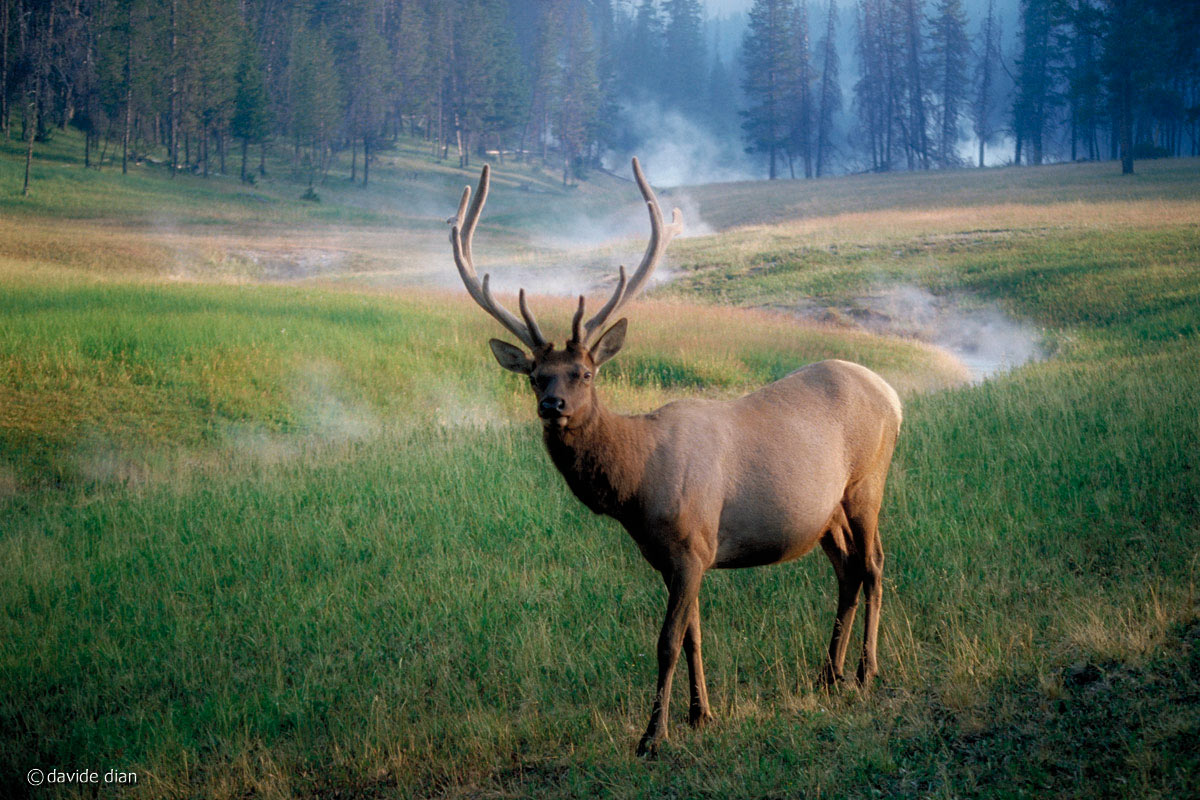 Wapiti deer male