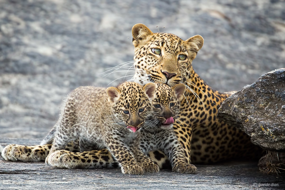 Female leopard with cubs