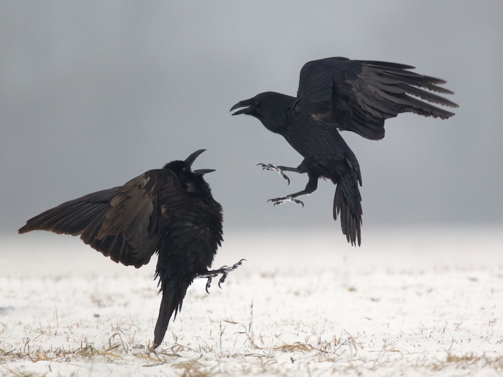 crows
