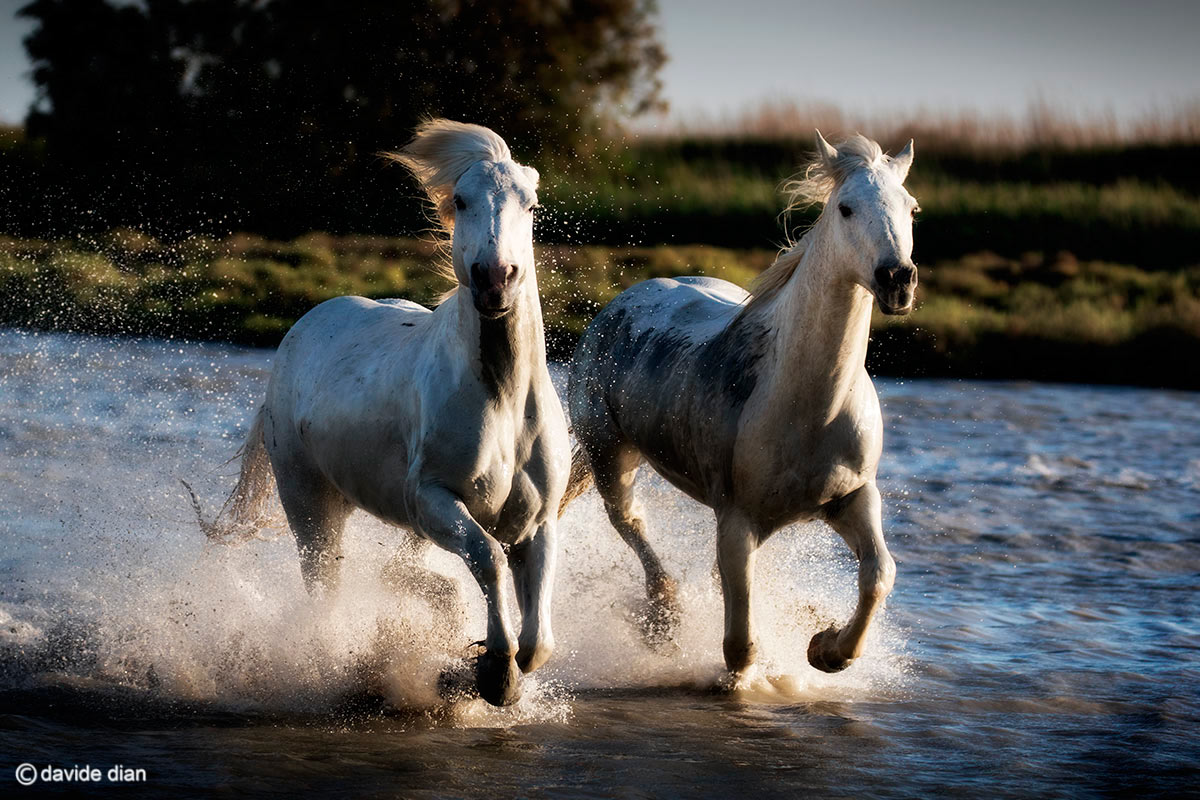 Camargue horses race