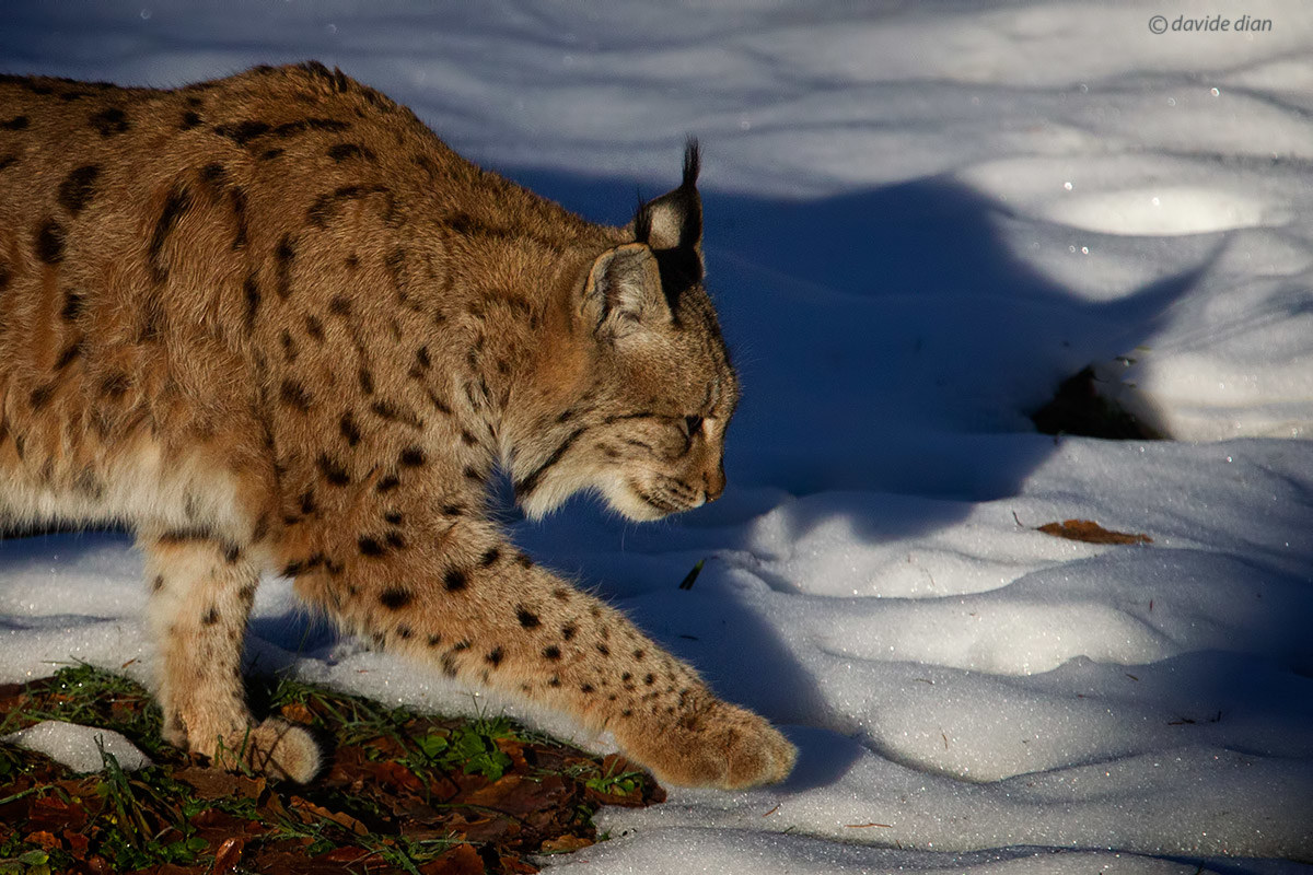 European lynx