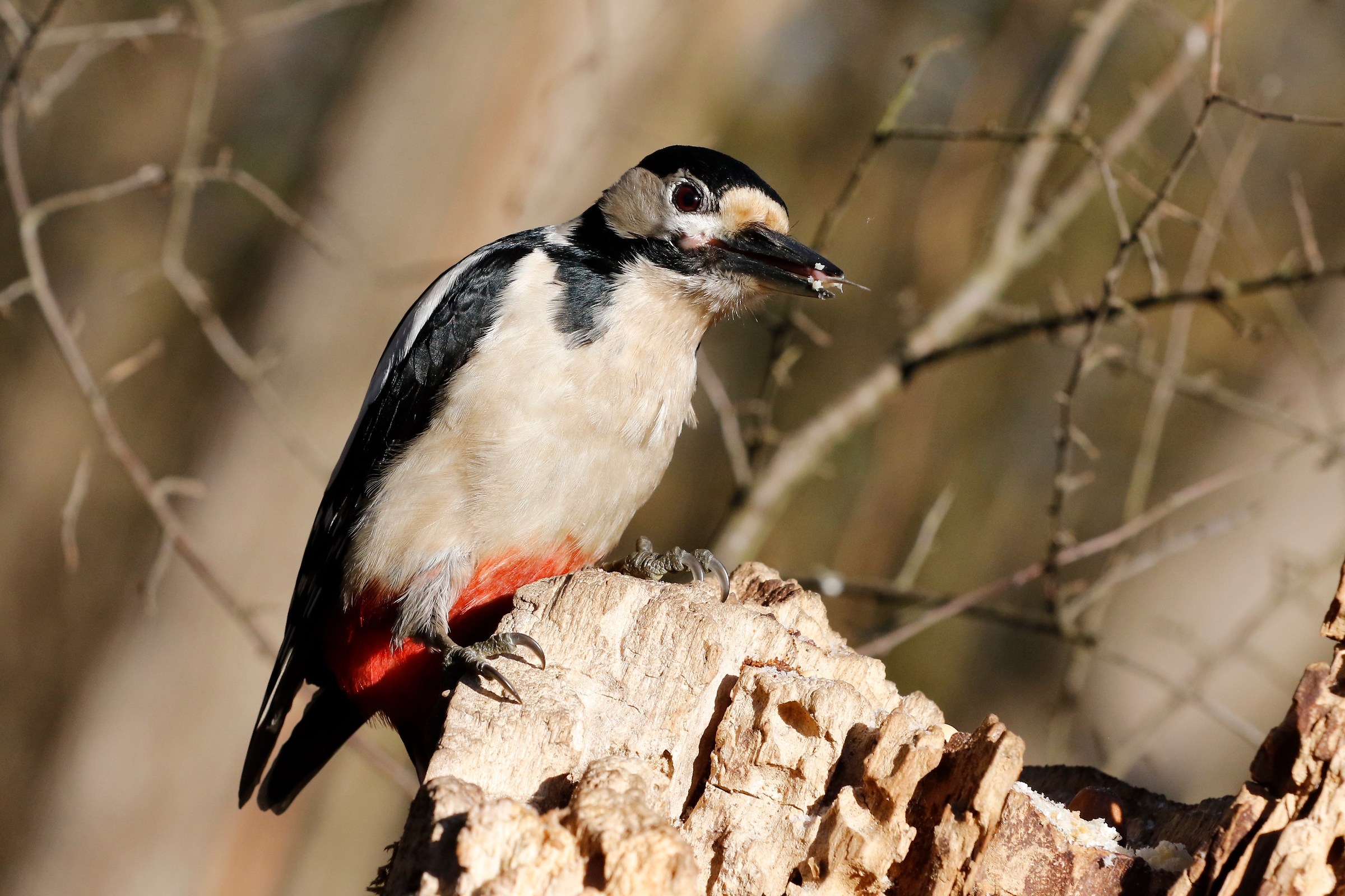 woodpecker