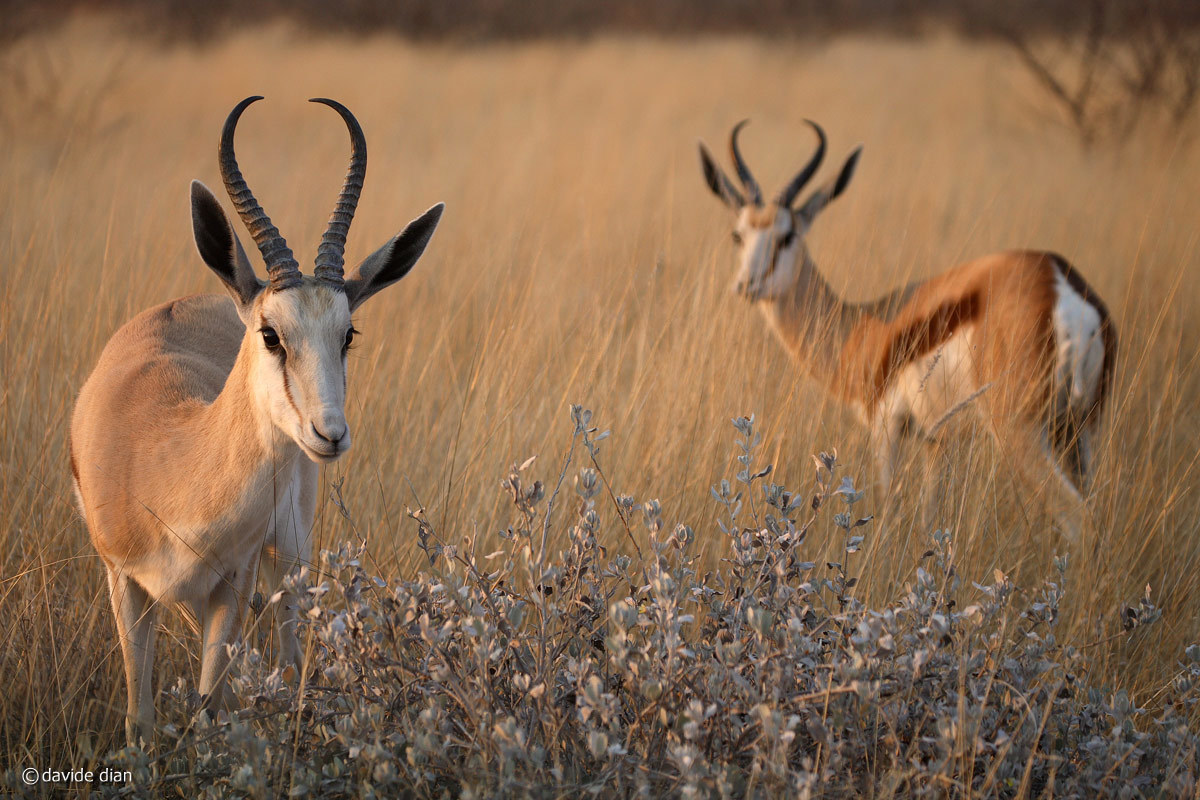 antelopes