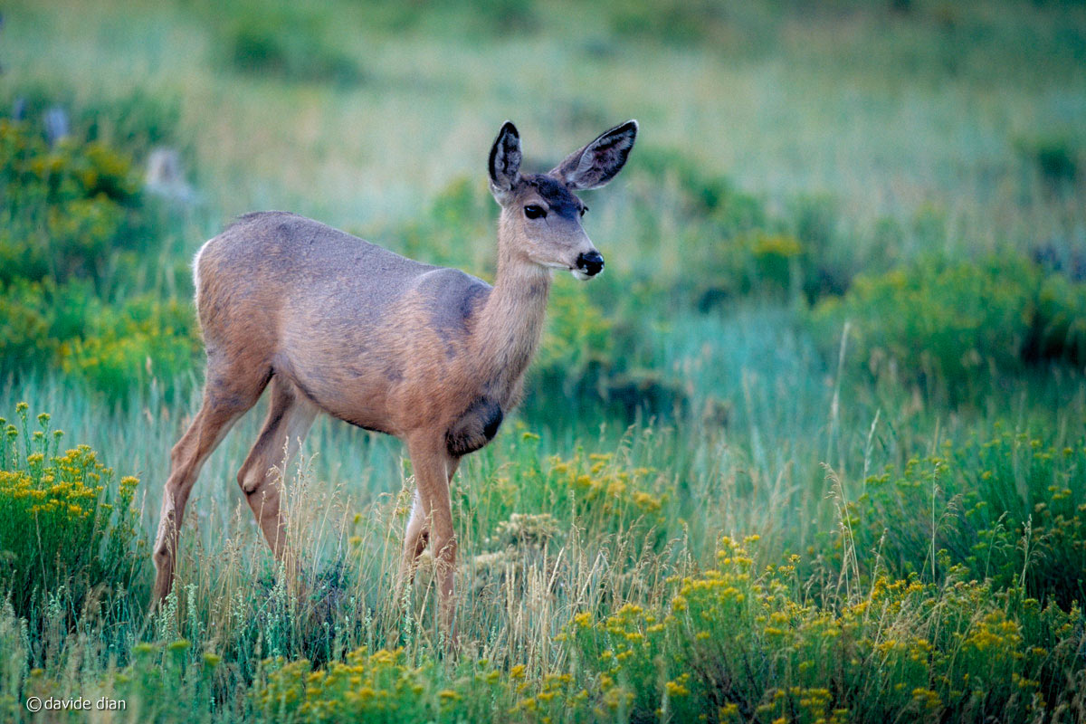 female white-tailed deer