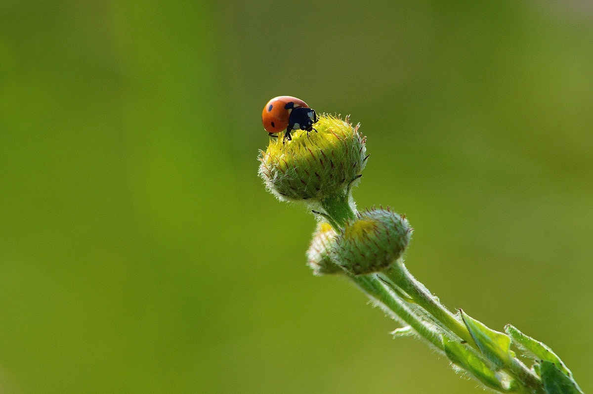 ladybug septempunctata
