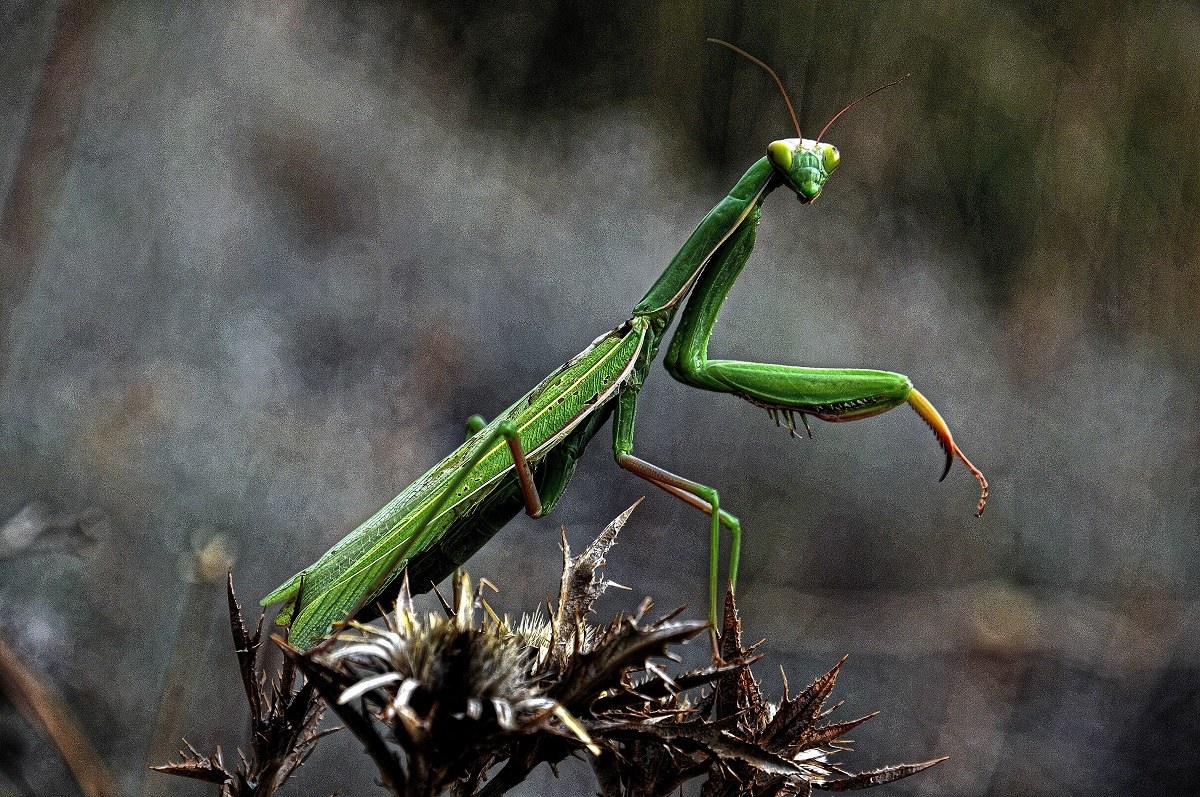 religious mantis