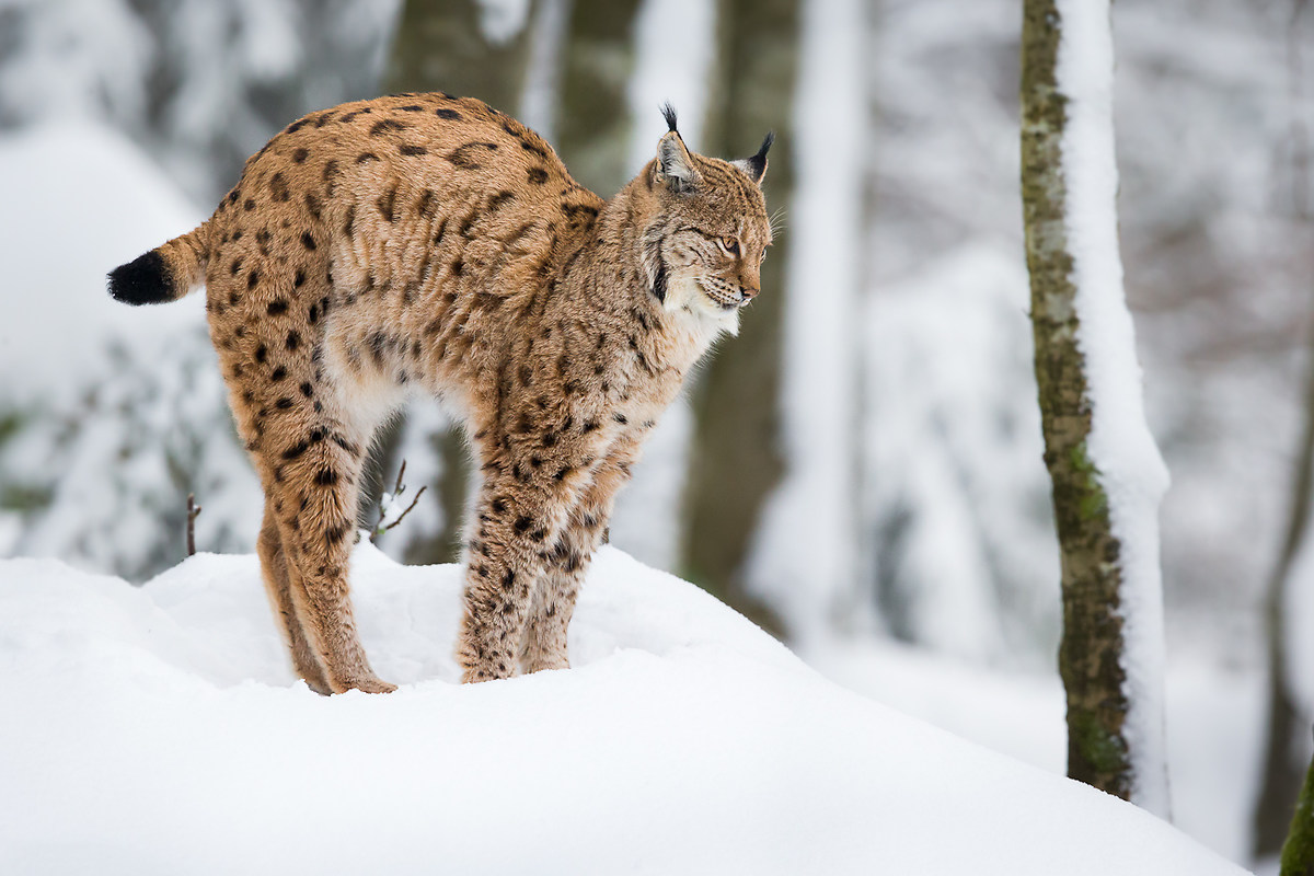Bayerischer Wald: Lince 1