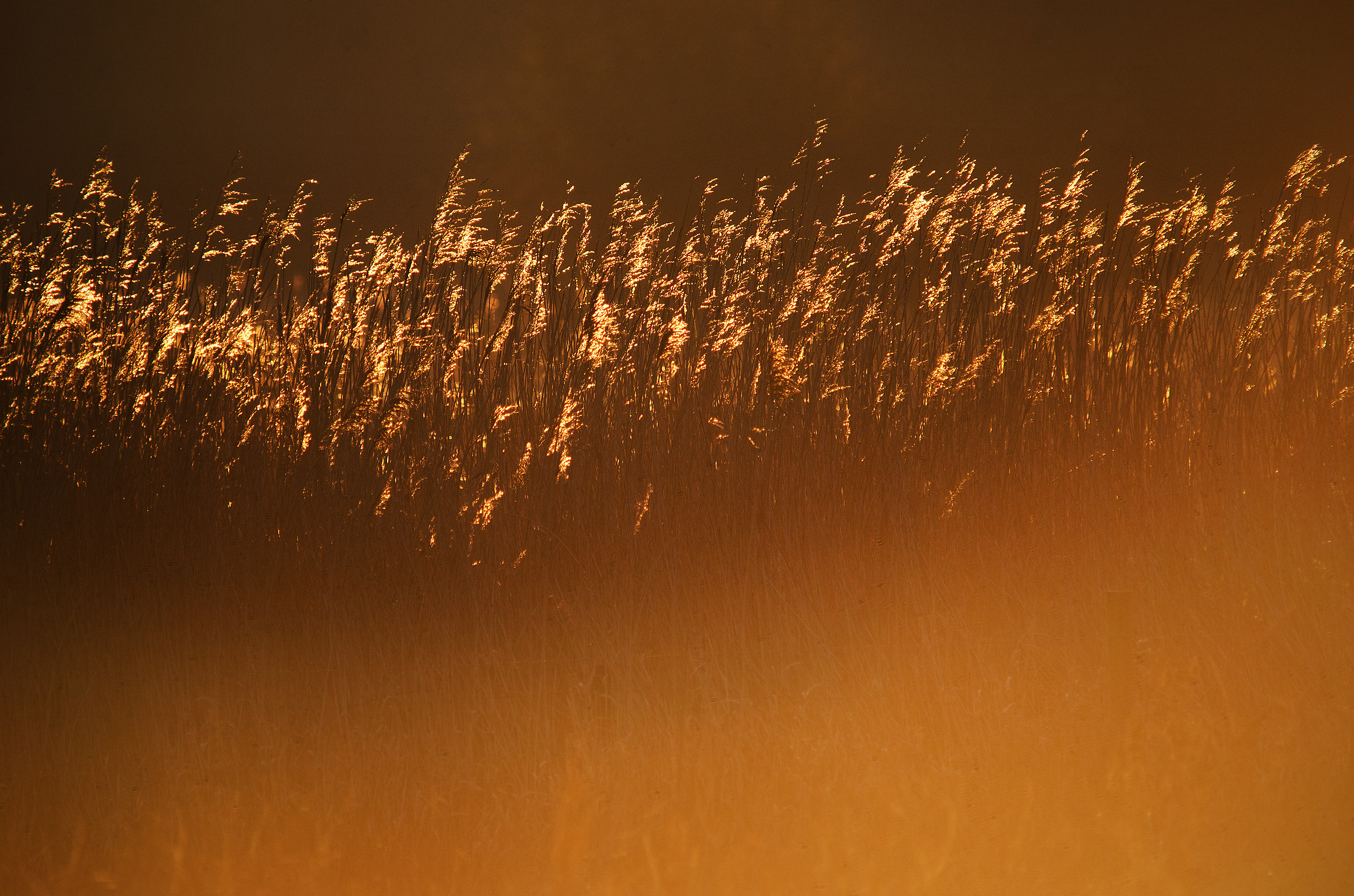 Well Controlled Flare over the Sunrise Reeds