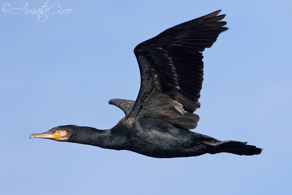 Cormorant