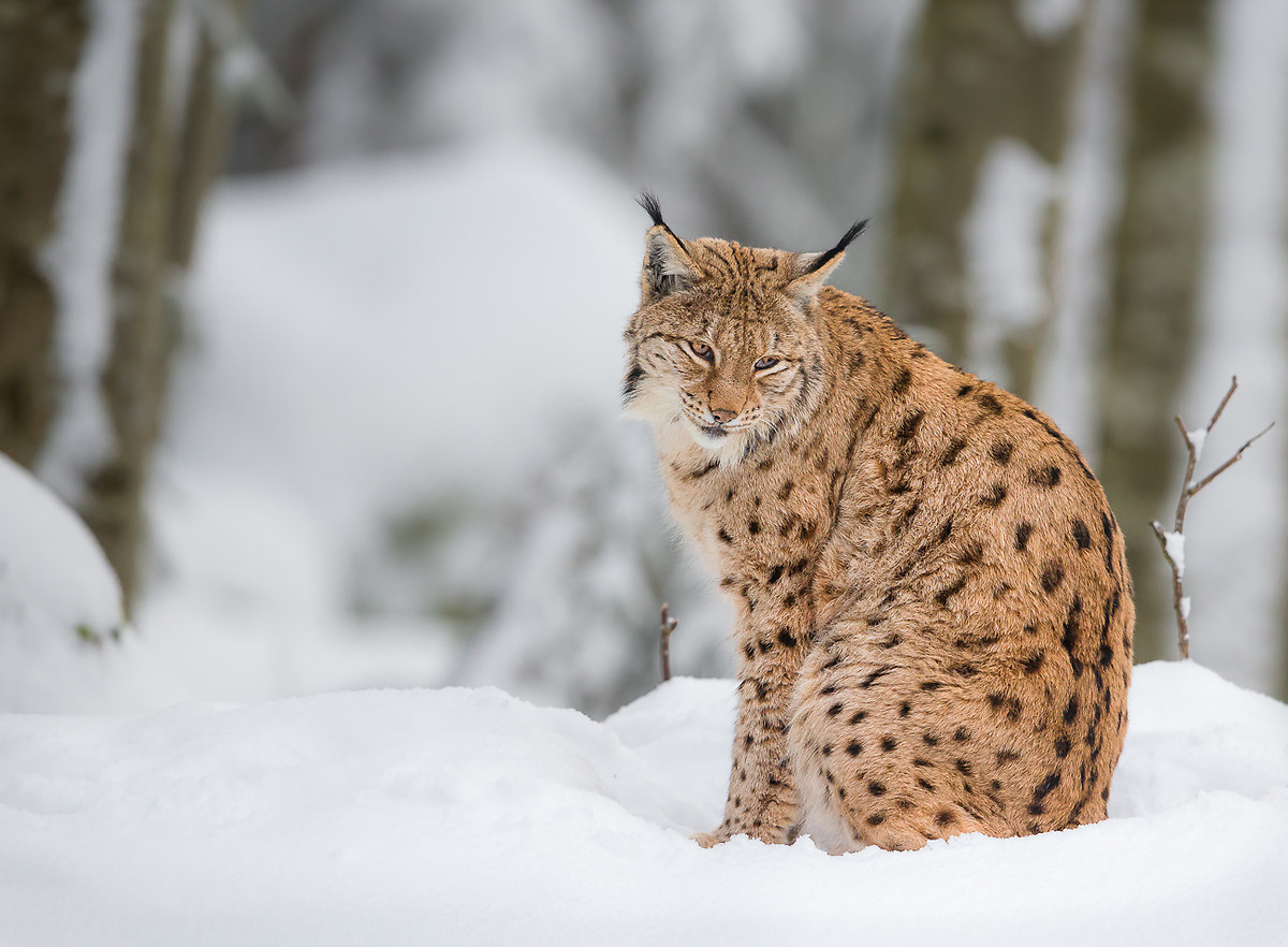 Bayerischer Wald: Lince 2