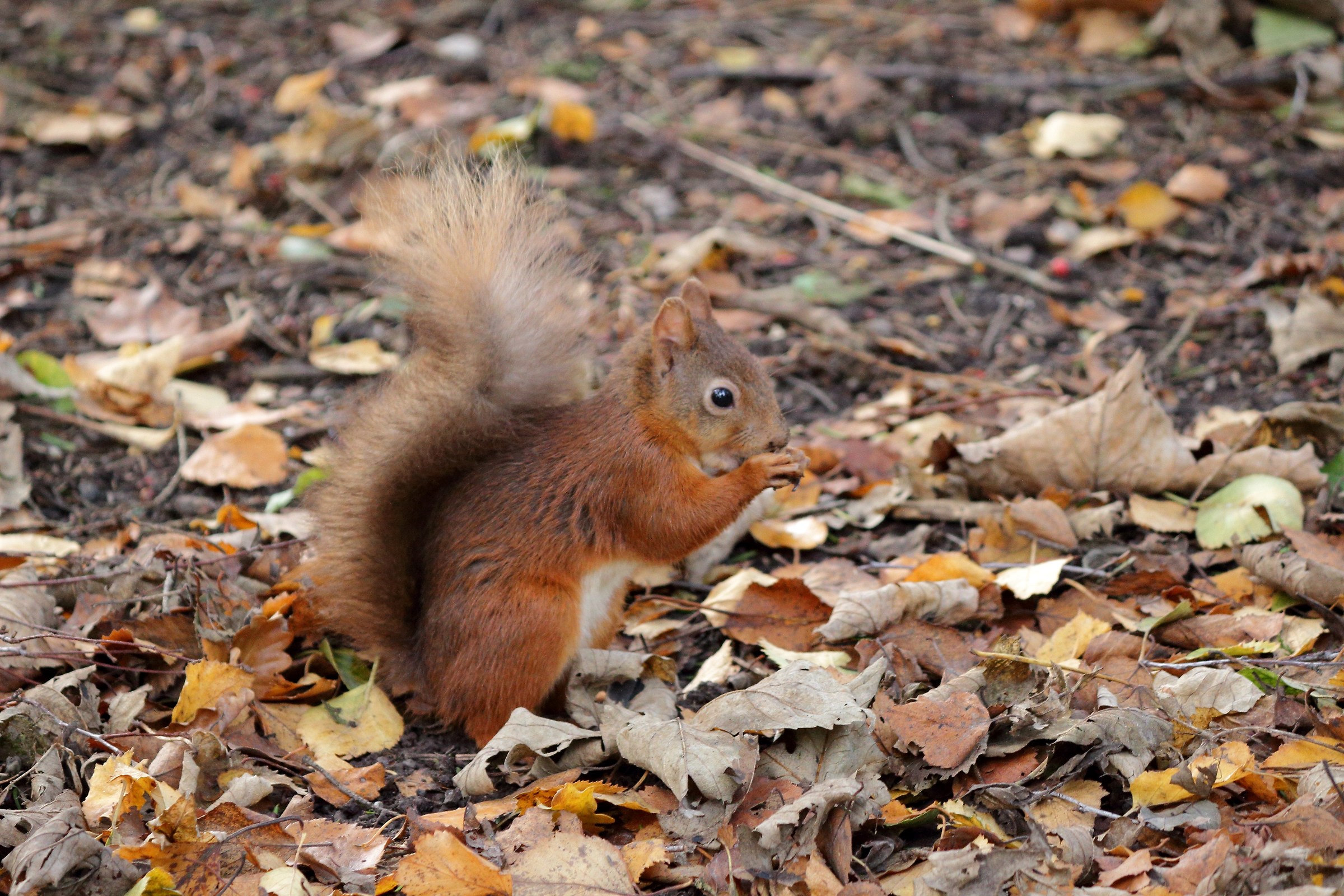 red squirrel (Ireland)