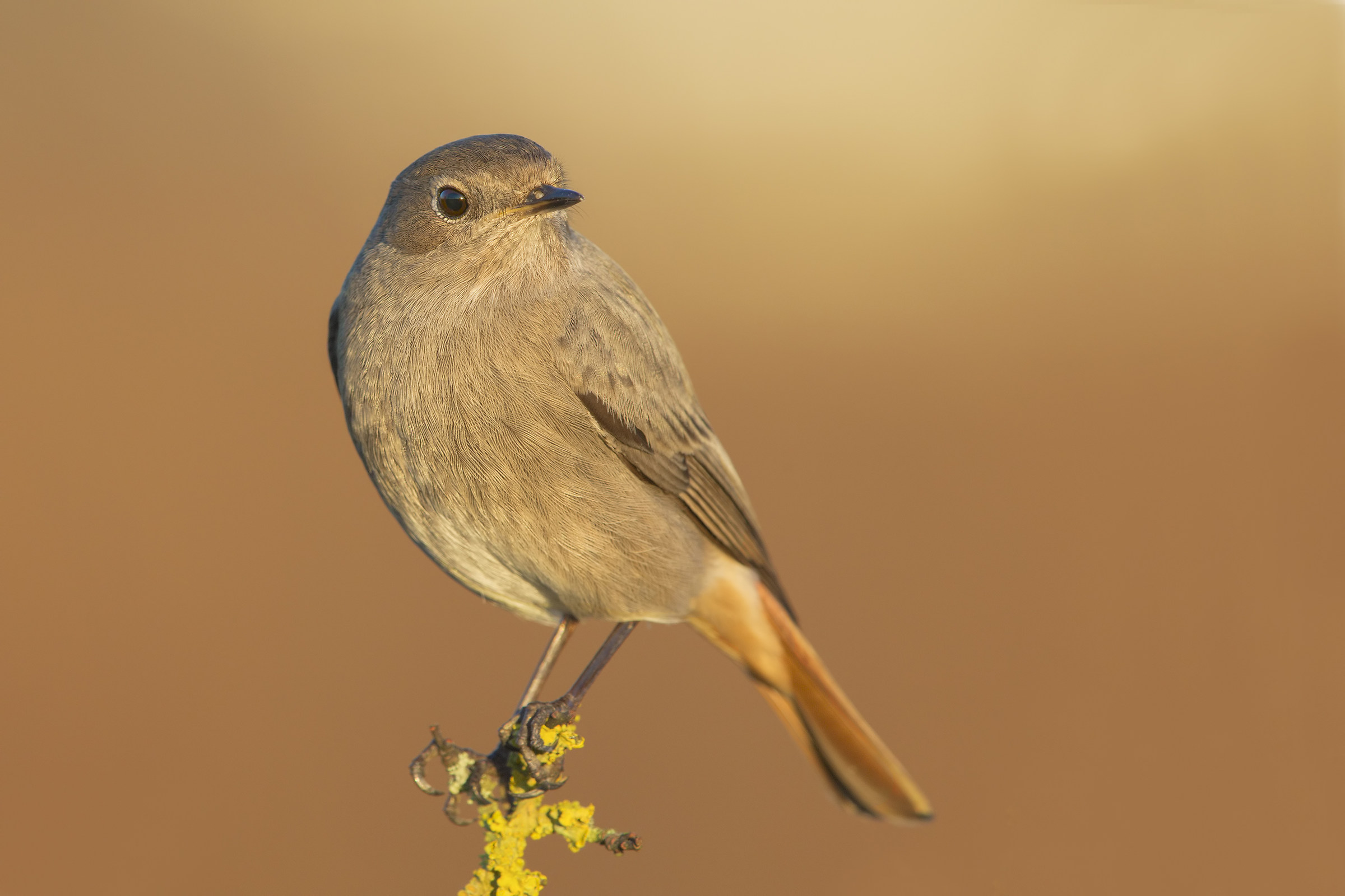 Codirosso spazzacamino