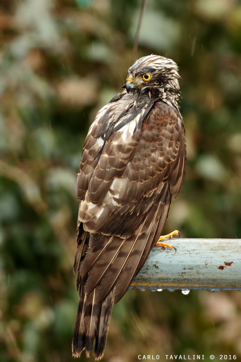 Sparviero sotto la pioggia