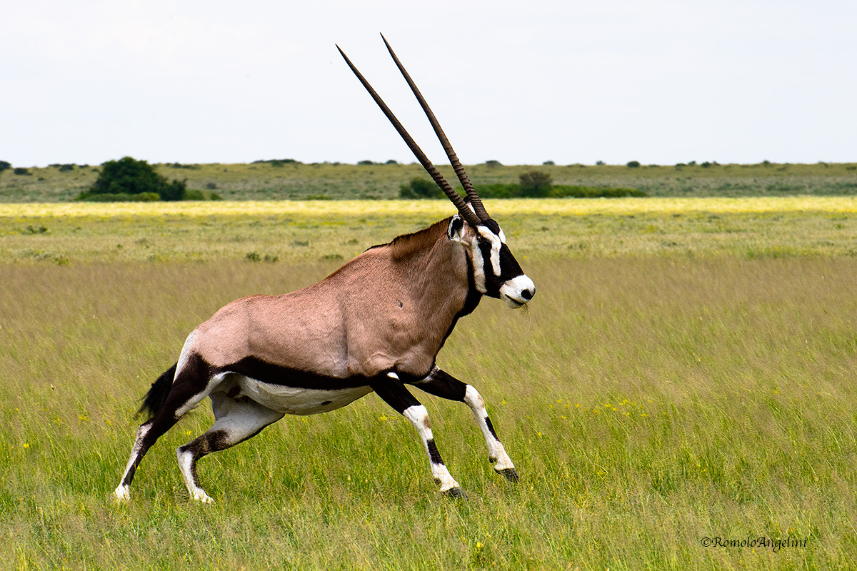 Gemsbok.