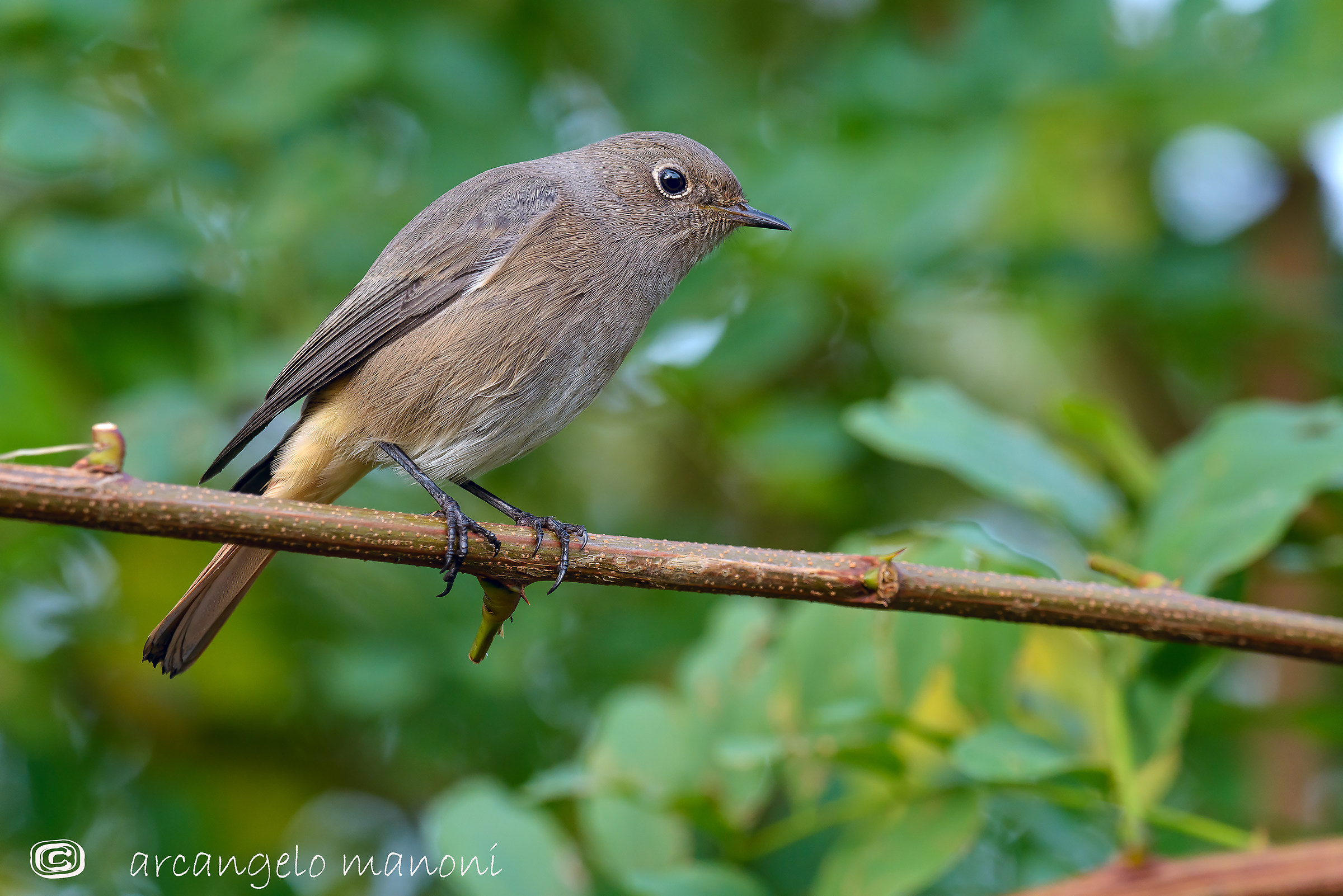 La signora codirosso veste Prada