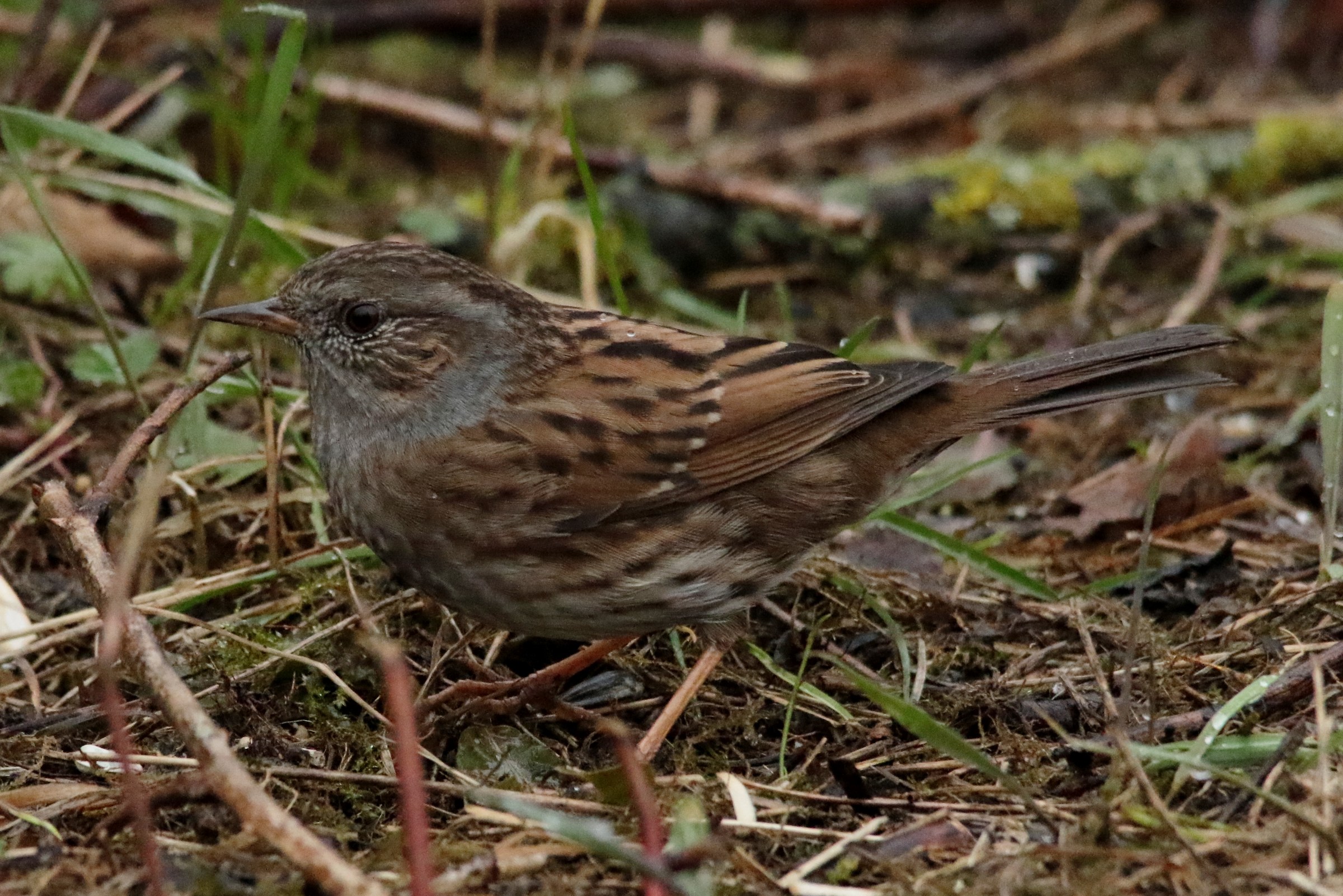 Dunnock