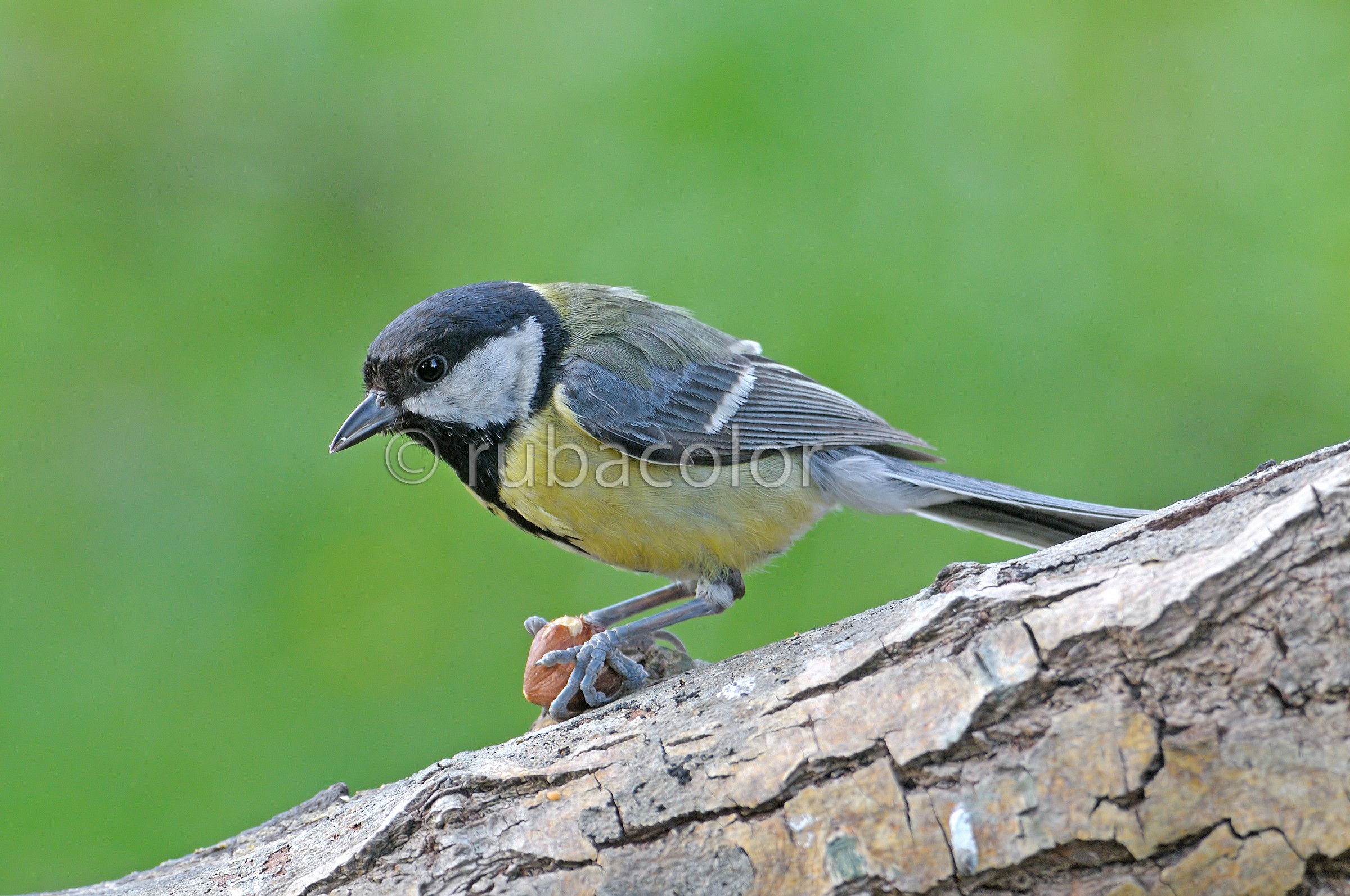Buon appetito cincia!