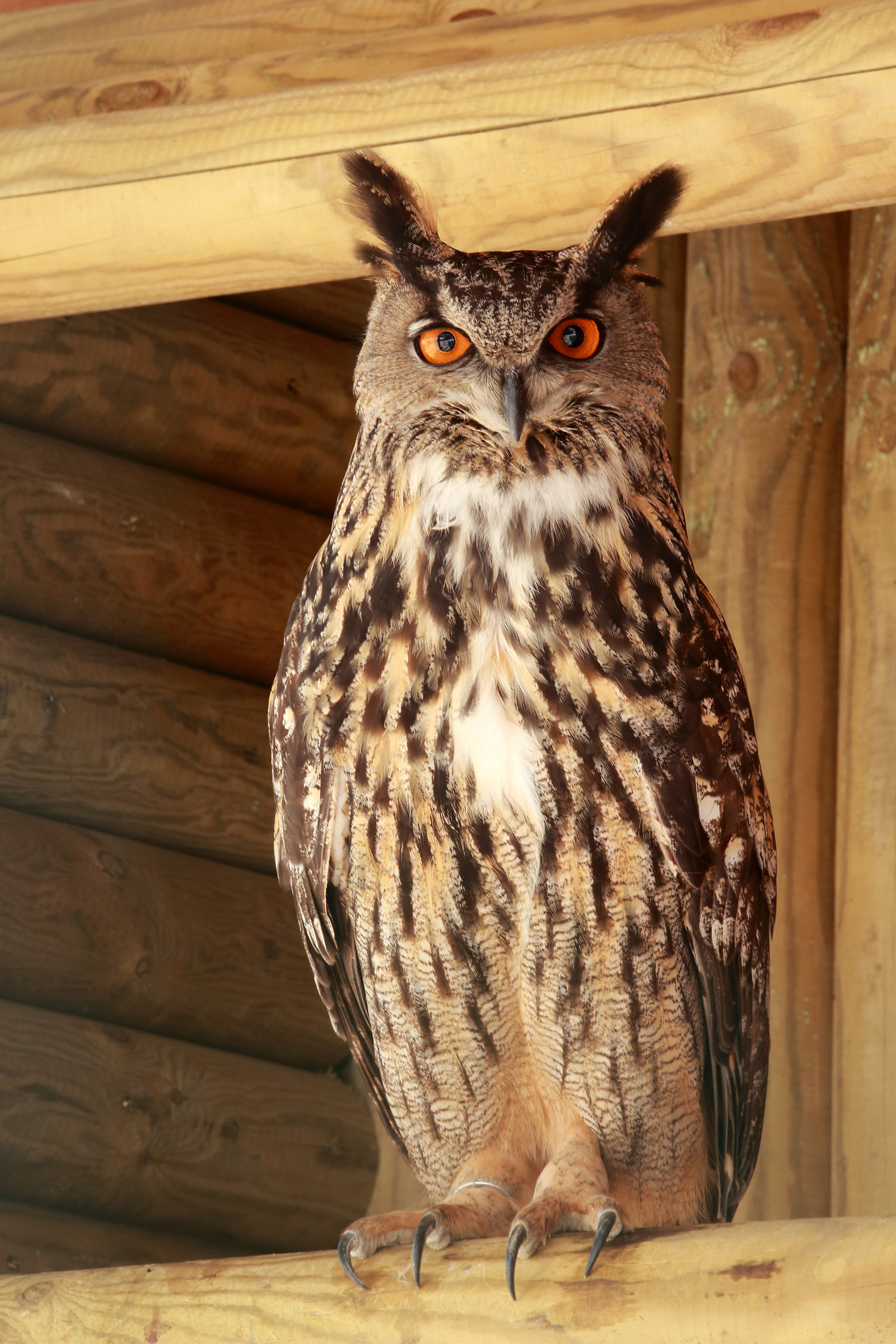 eagle owl