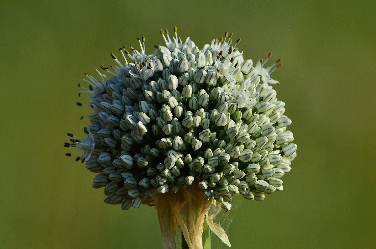 onion in bloom