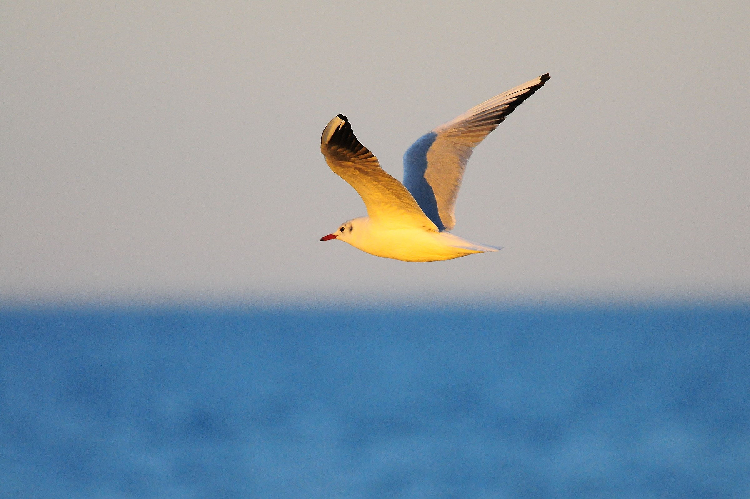 Seagull at sunset