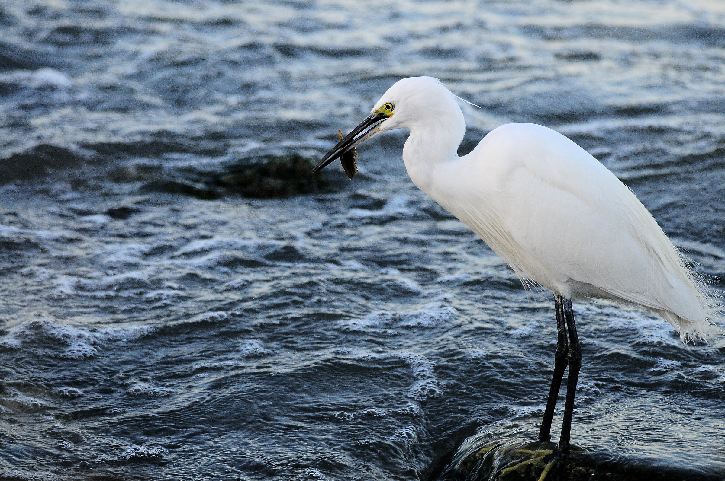 Egret with prey the last light of the day