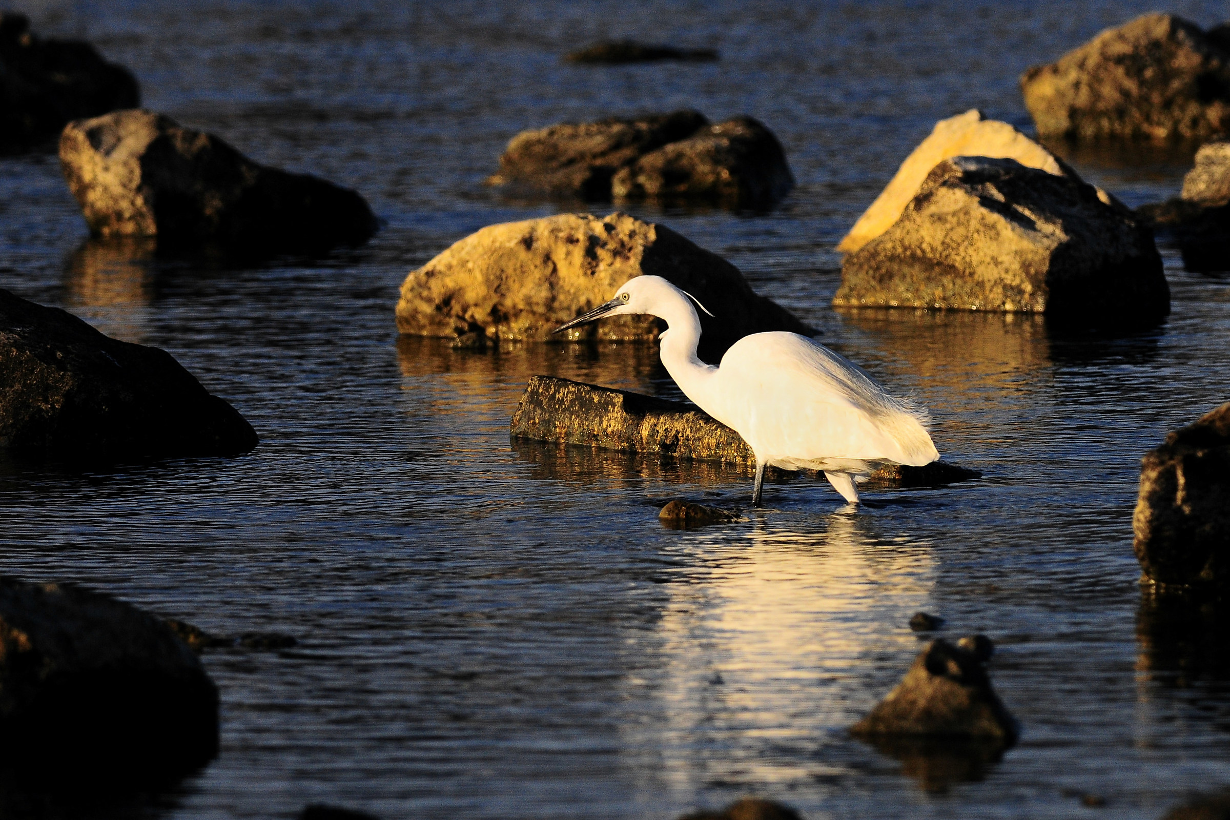 Egret hunting